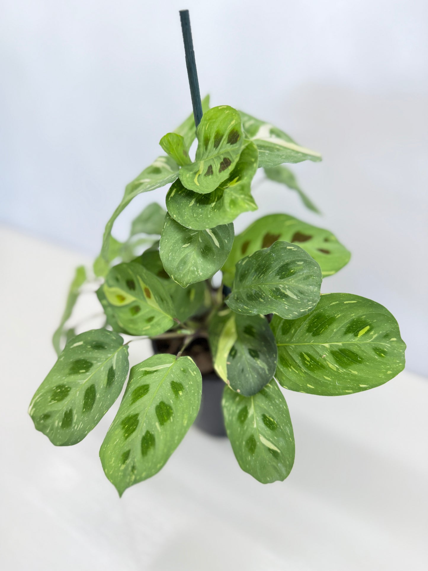 Maranta Kerchoveana Variegata N53
