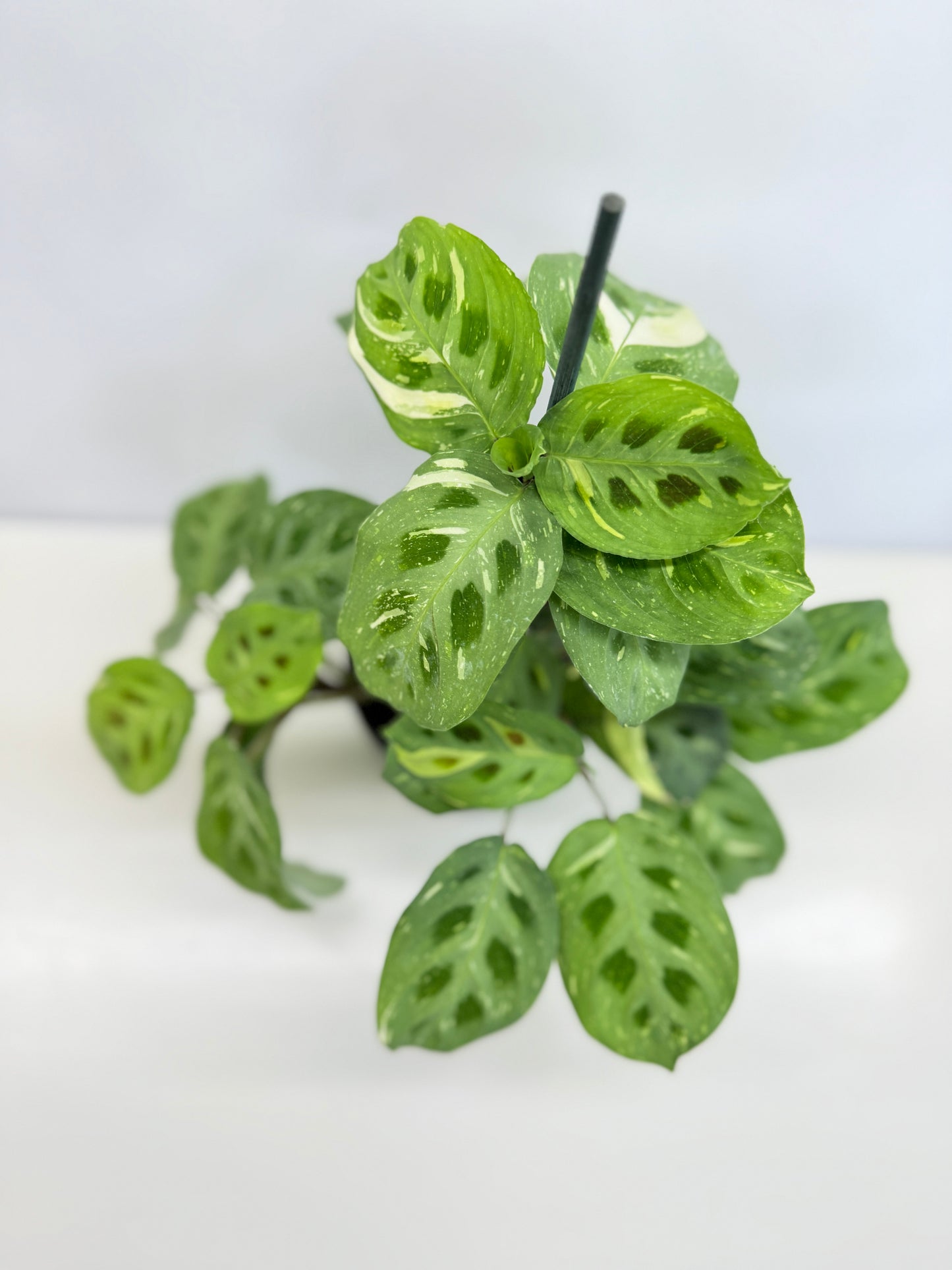 Maranta Kerchoveana Variegata N53