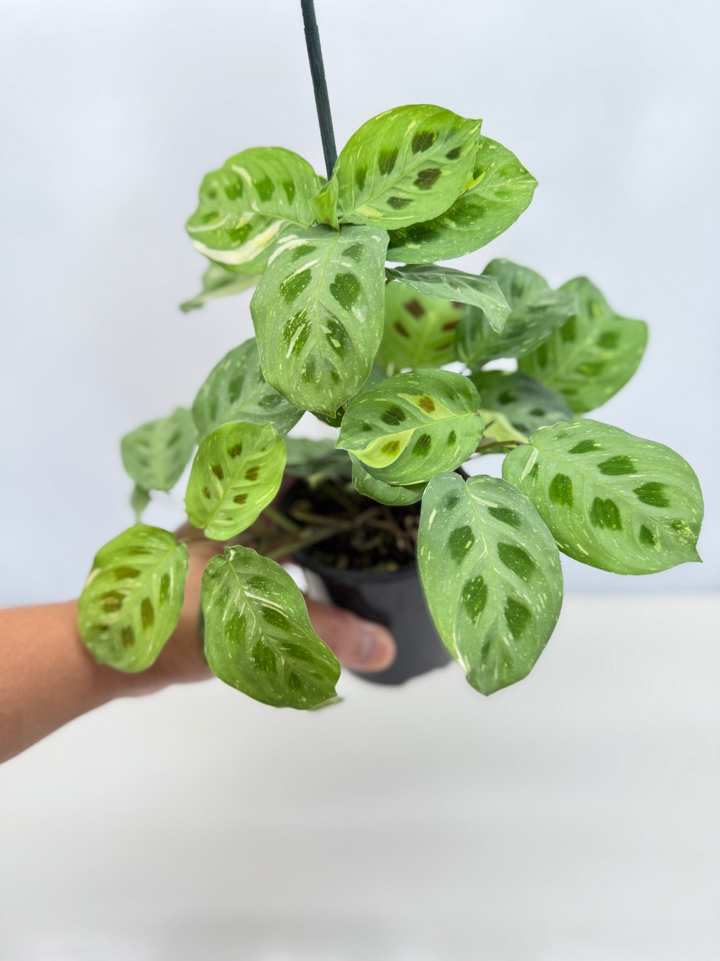Maranta Kerchoveana Variegata N53
