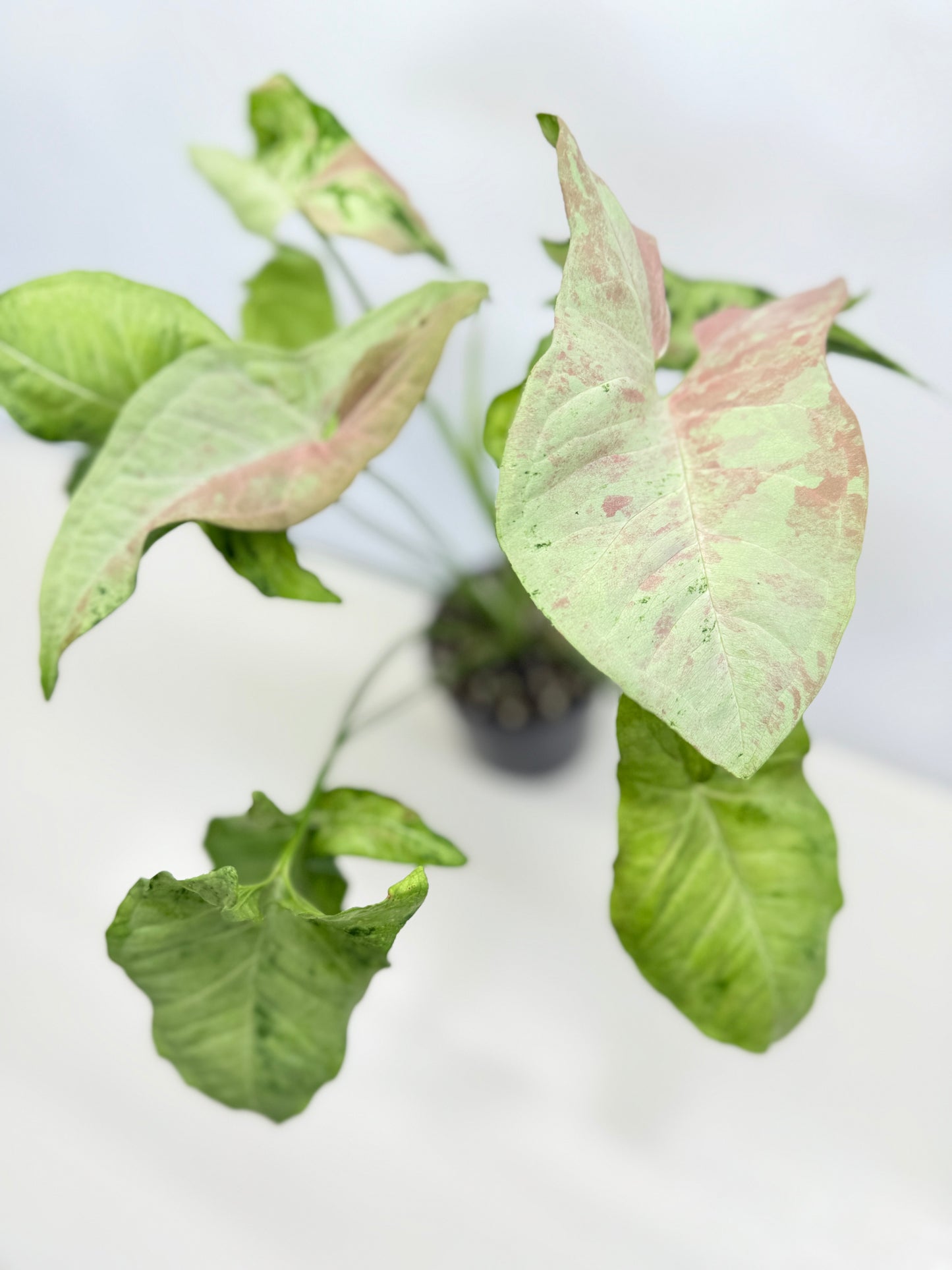 Syngonium 'Confetti Tricolor' C81
