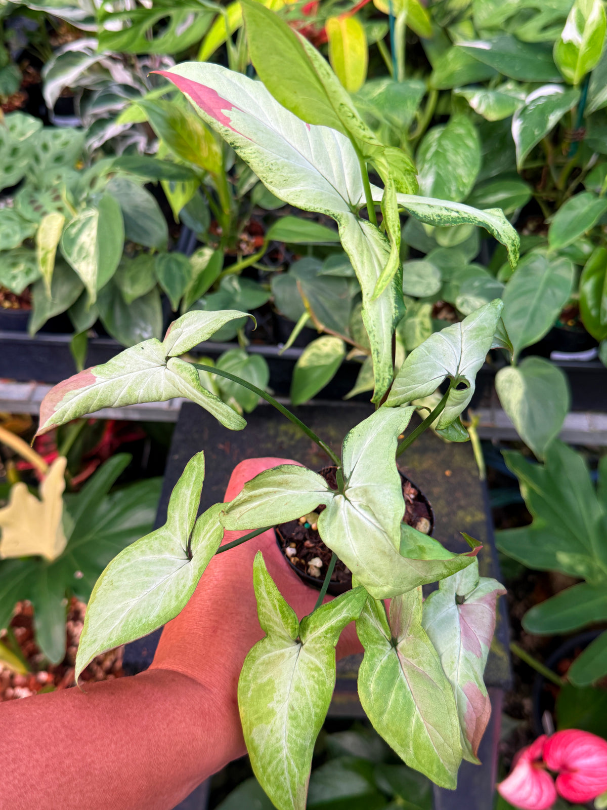 Syngonium 'Pink Salmon' W57