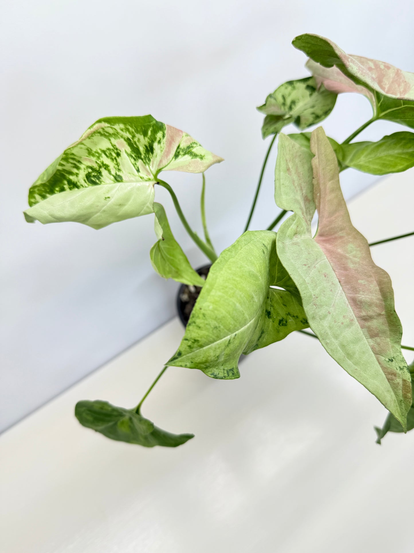 Syngonium 'Confetti Tricolor' C81