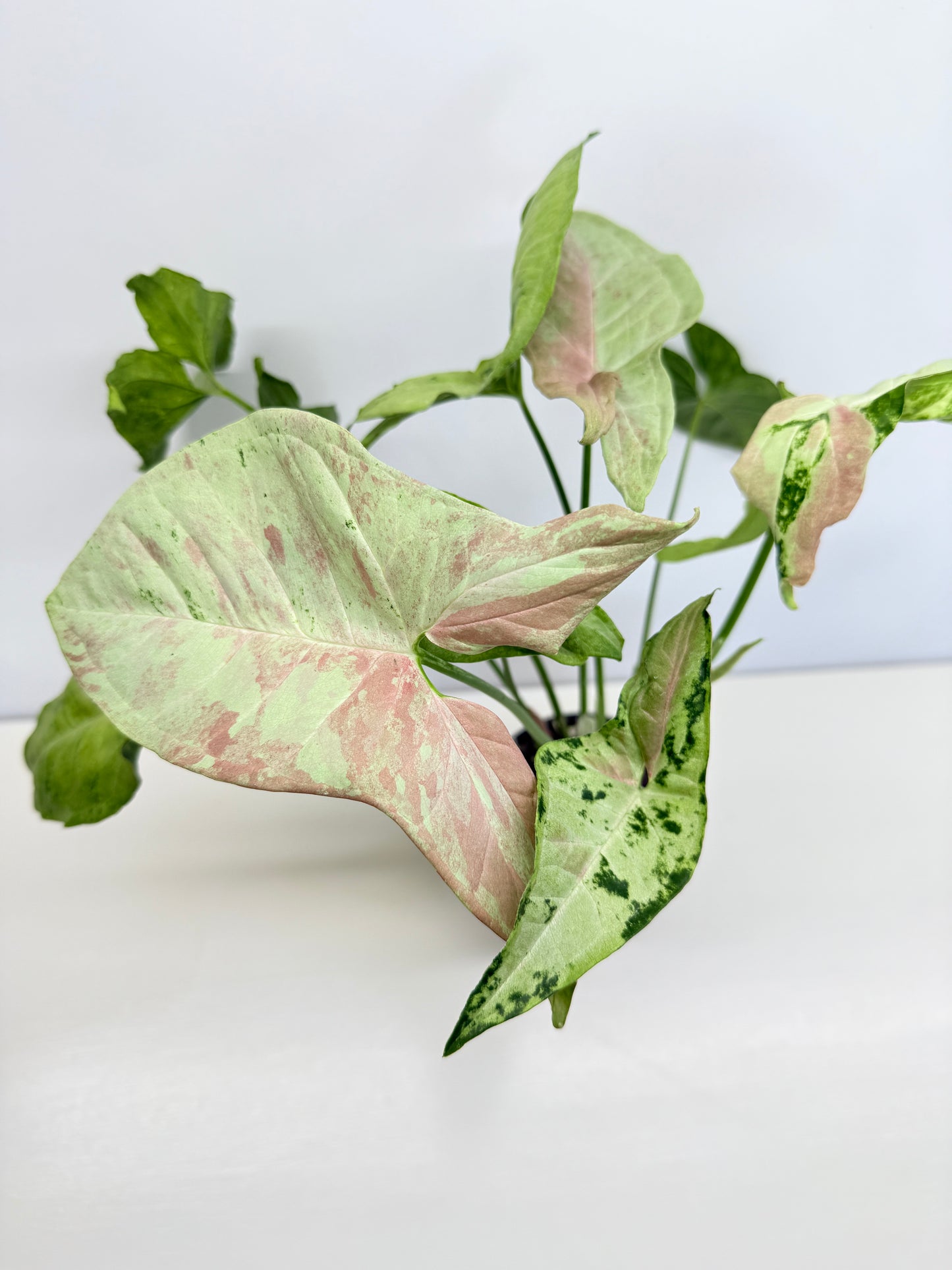 Syngonium 'Confetti Tricolor' C81