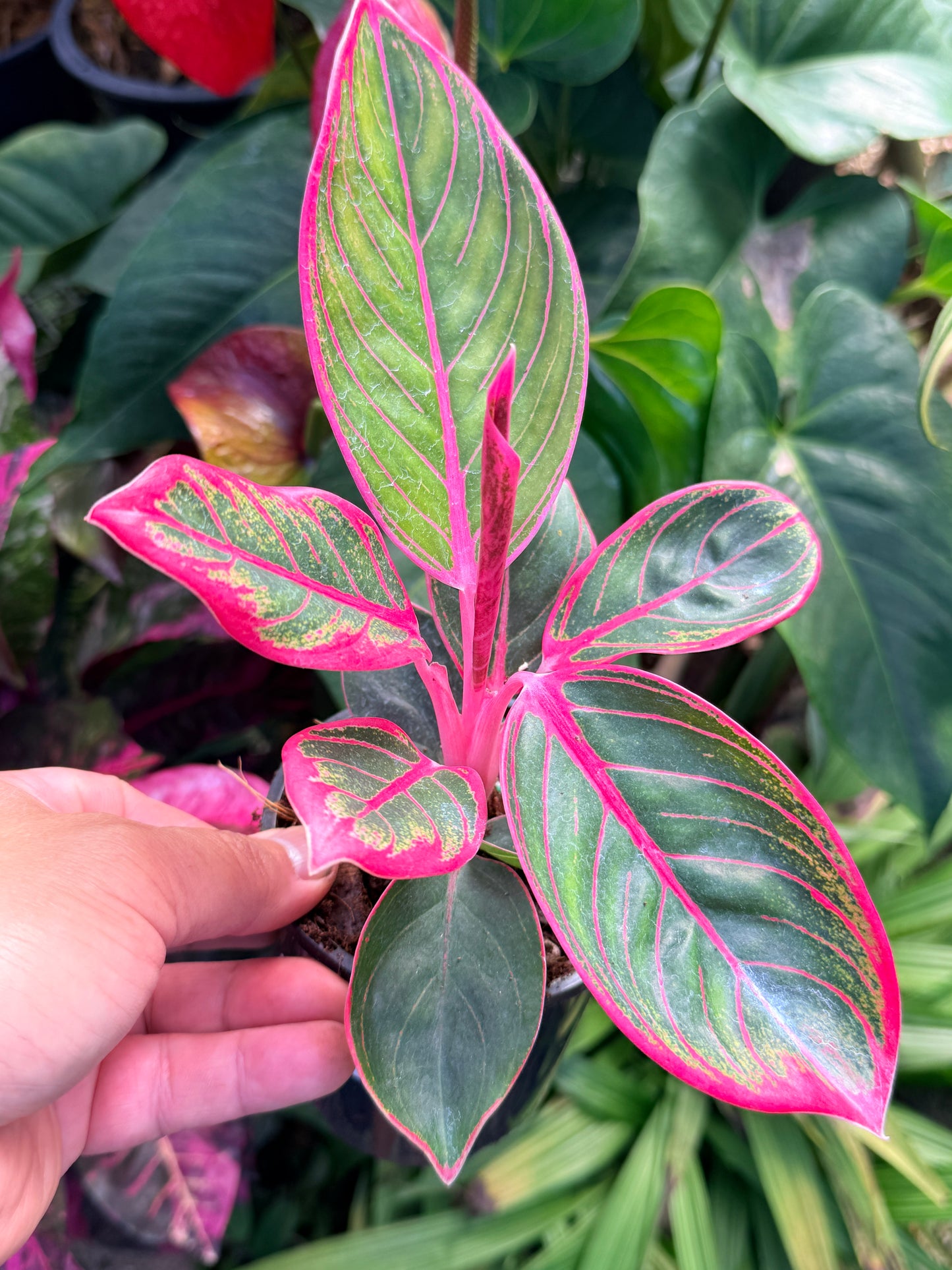 Aglaonema Lipstick Kanza N2