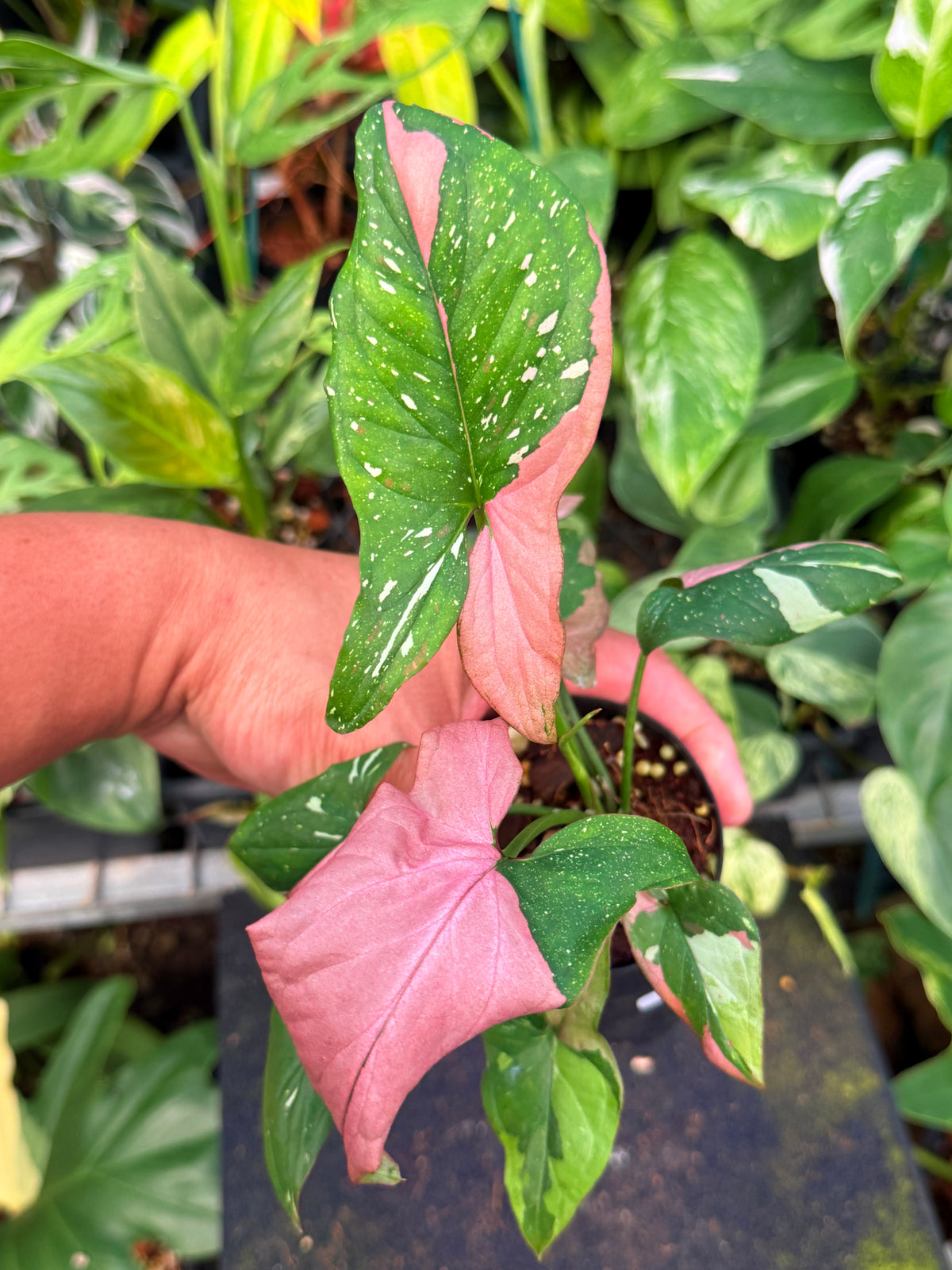 Syngonium 'Red Spot Tricolour' W49