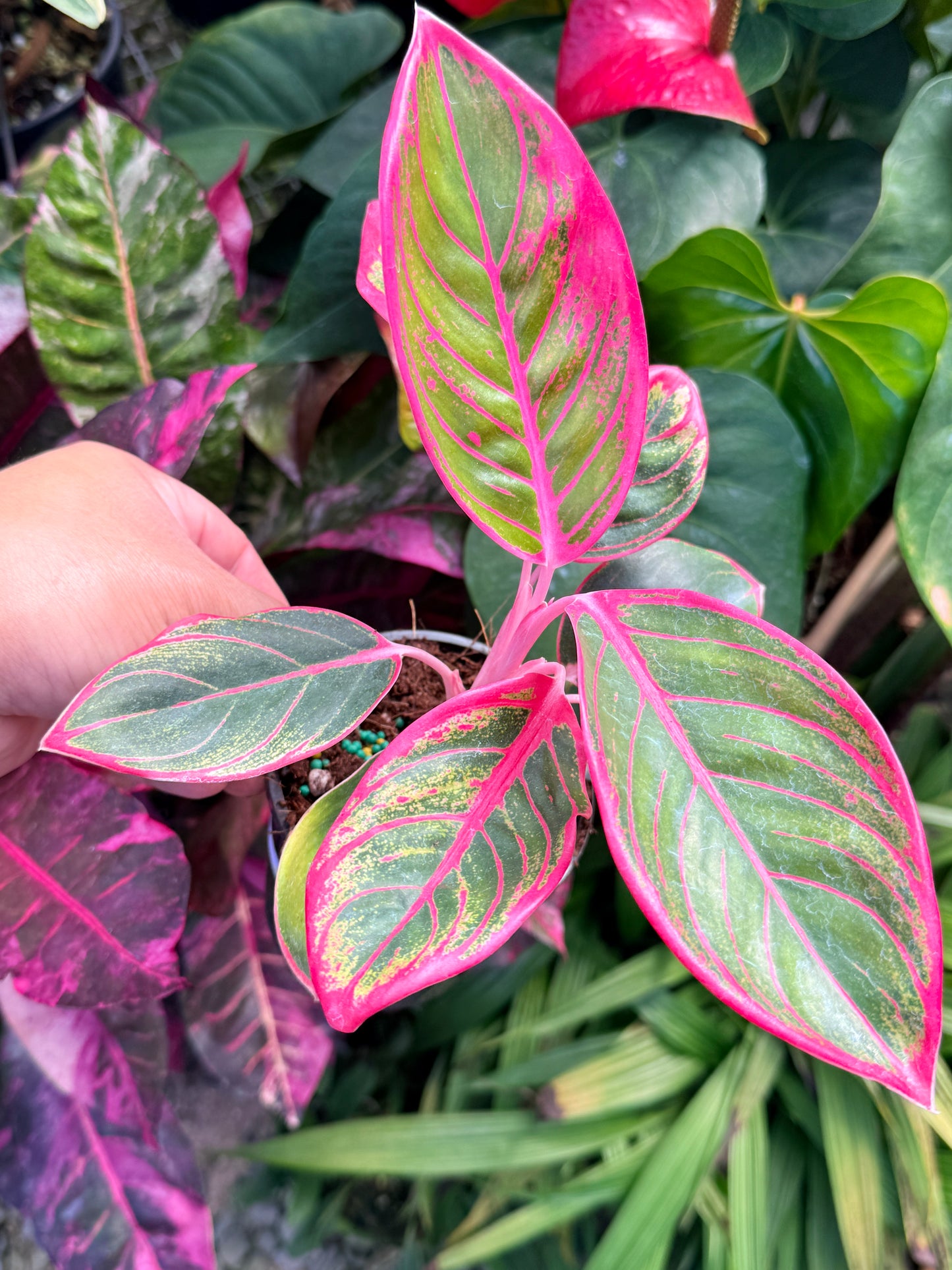 Aglaonema Lipstick Kanza N3