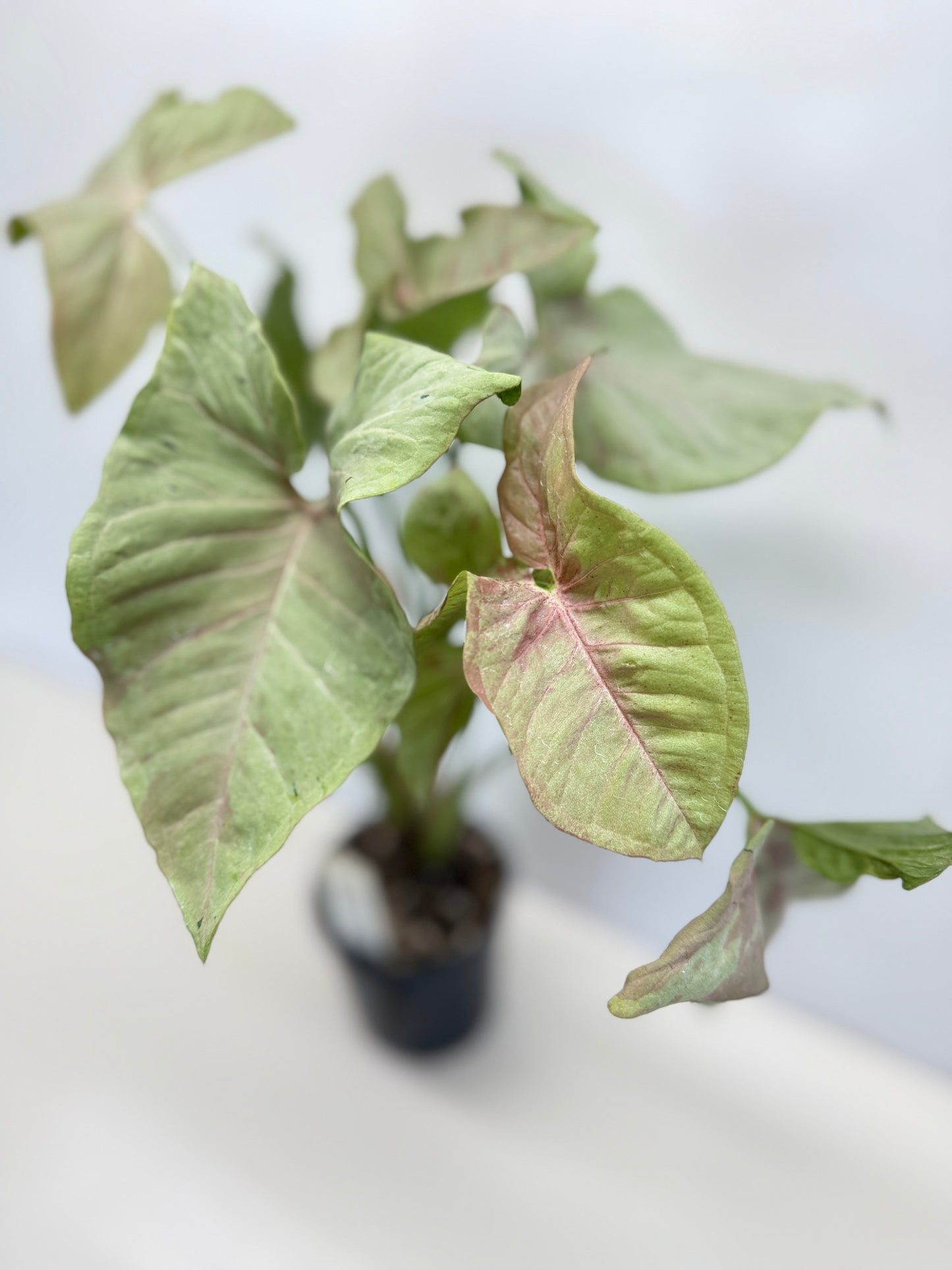 Syngonium 'Milk Confetti' C82