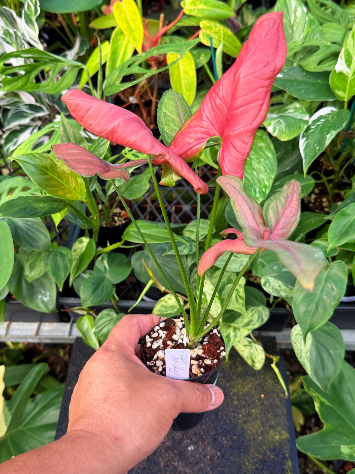 Syngonium 'Mickey Pink' W51