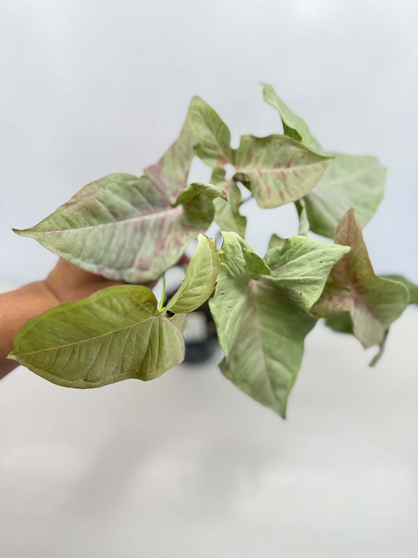 Syngonium 'Milk Confetti' C82