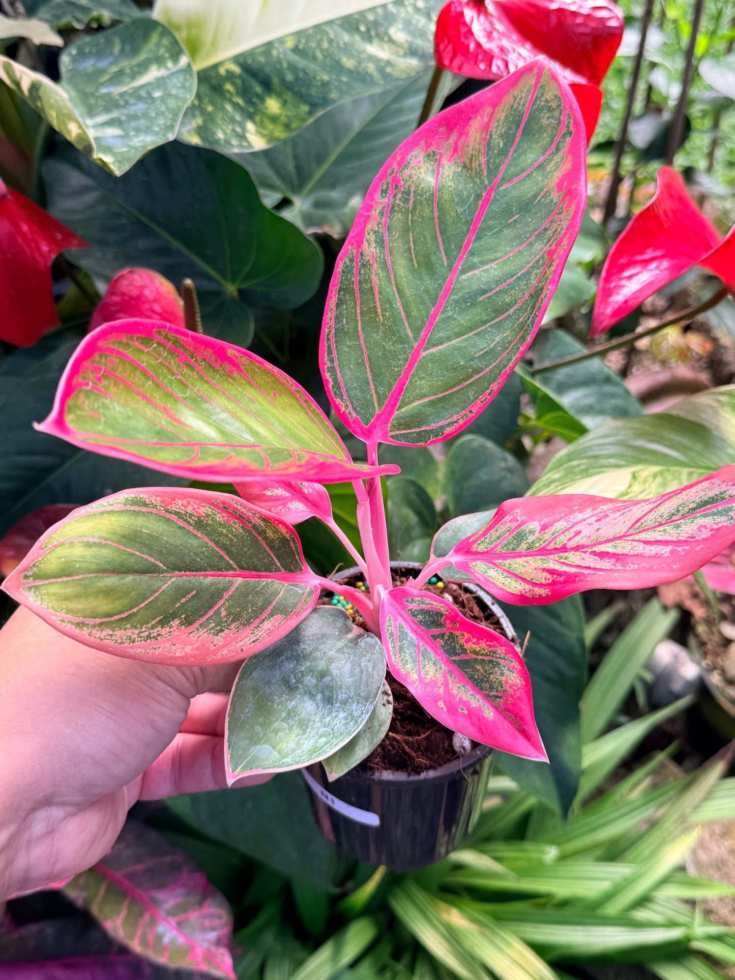 Aglaonema Lipstick Kanza N1