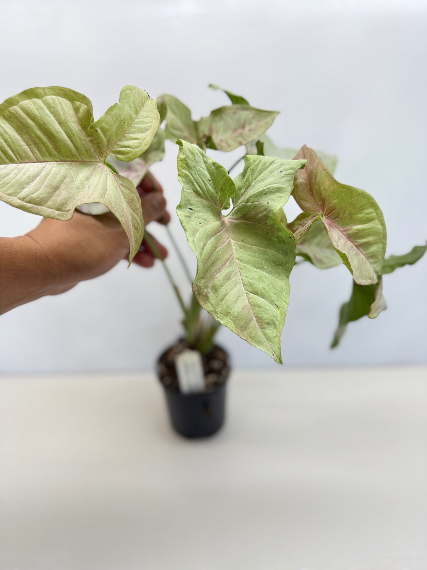 Syngonium 'Milk Confetti' C82