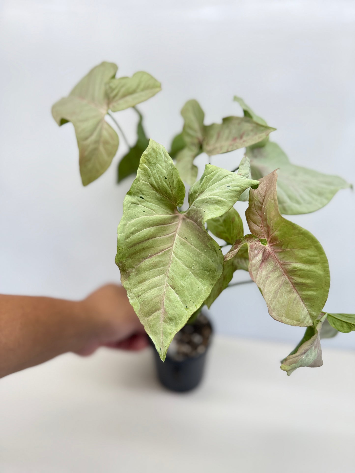 Syngonium 'Milk Confetti' C82