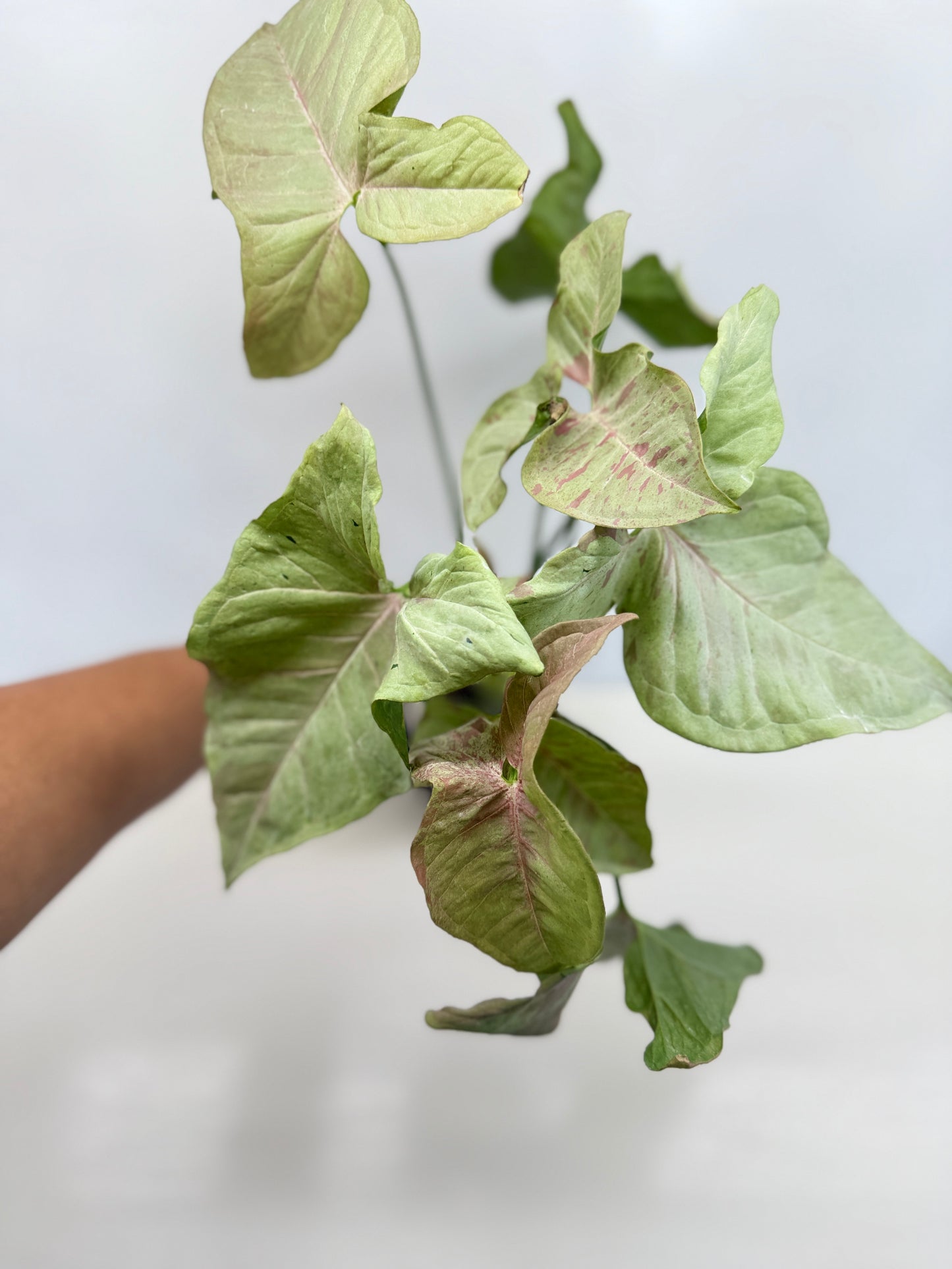 Syngonium 'Milk Confetti' C82