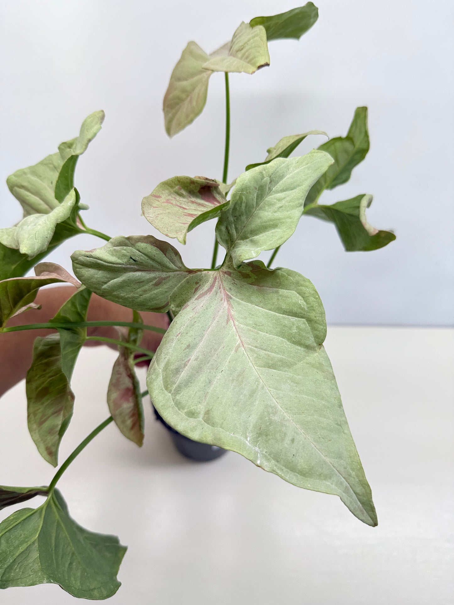 Syngonium 'Milk Confetti' C82