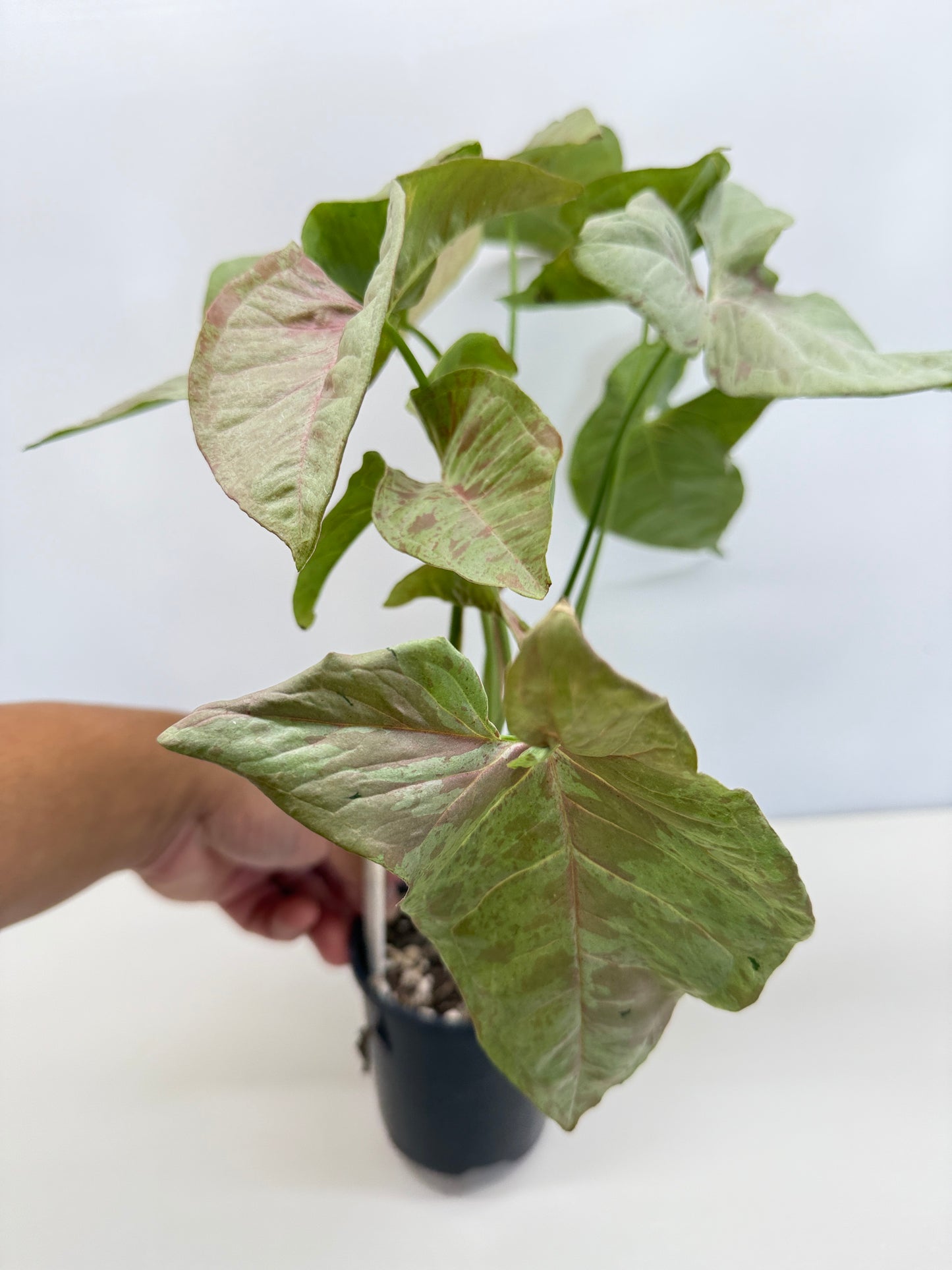 Syngonium 'Milk Confetti' C82
