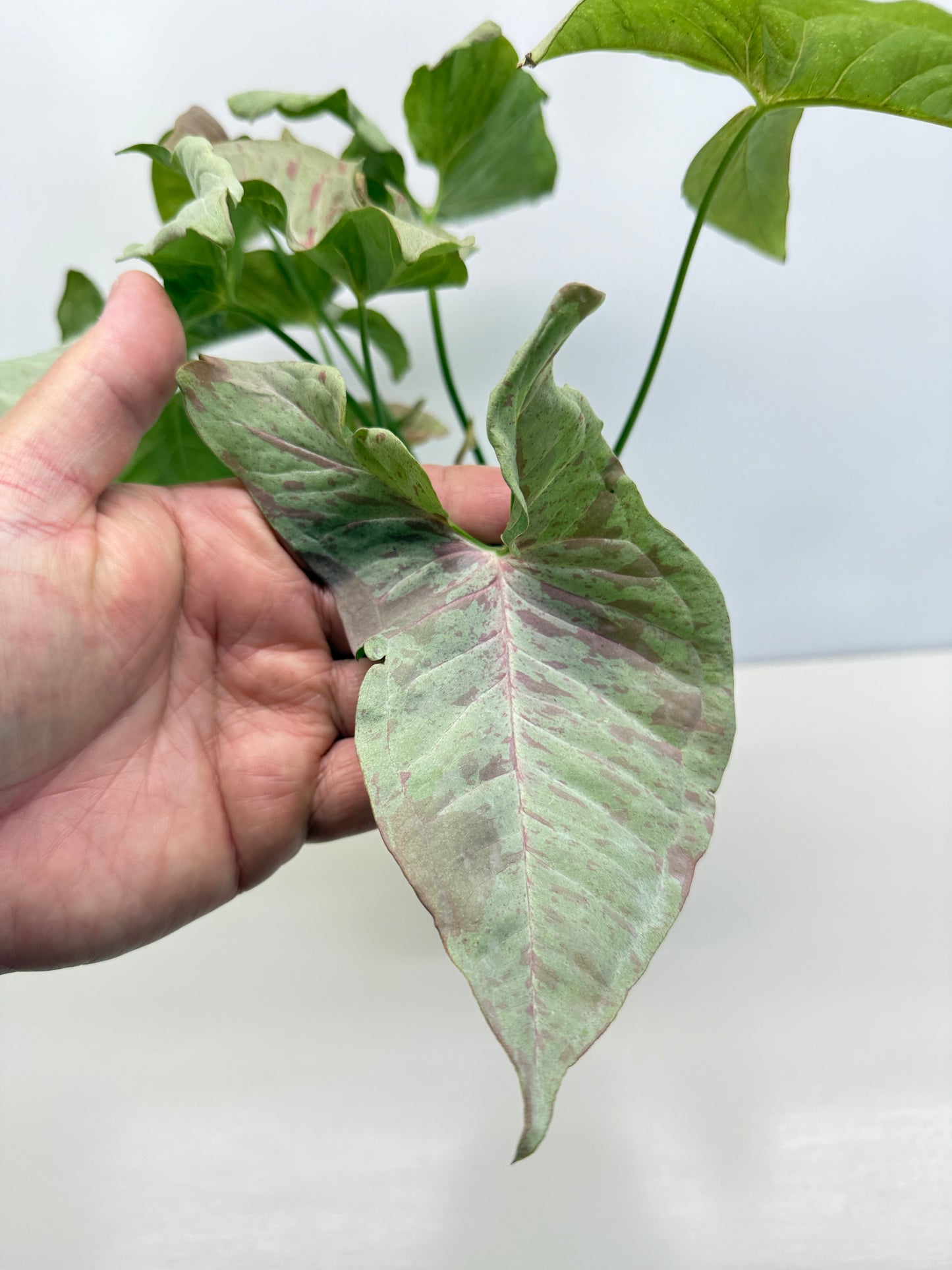 Syngonium 'Milk Confetti' C82