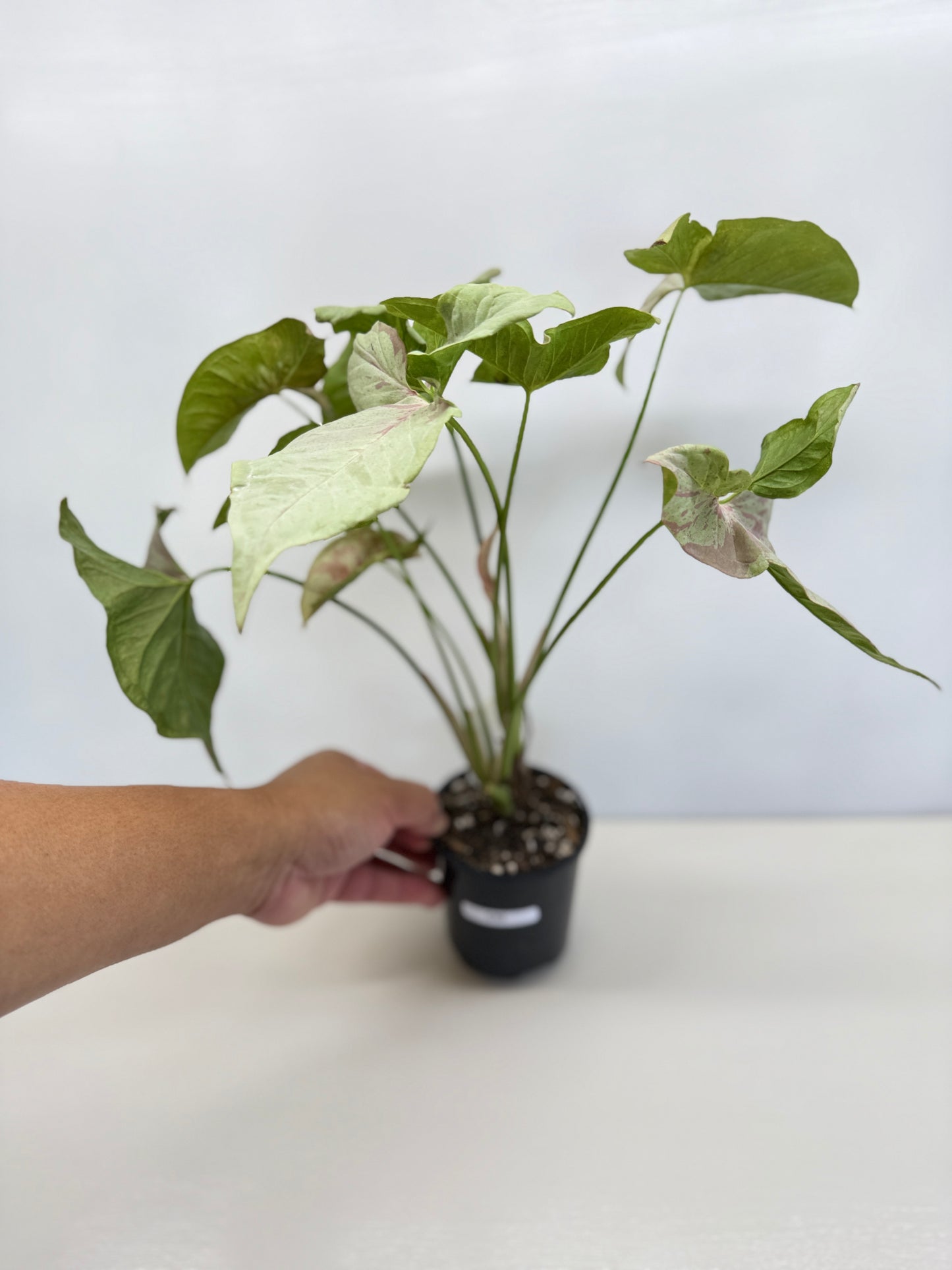 Syngonium 'Milk Confetti' C82