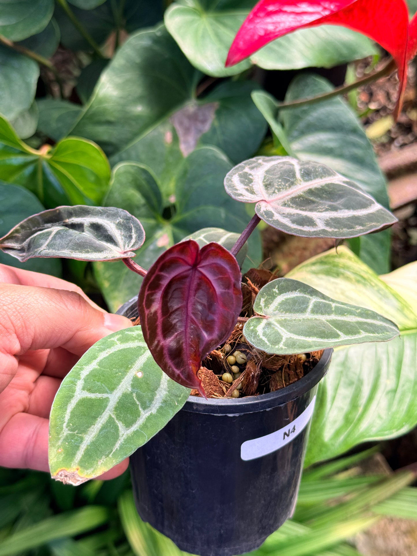 Anthurium 'Red Crystallinum' N4