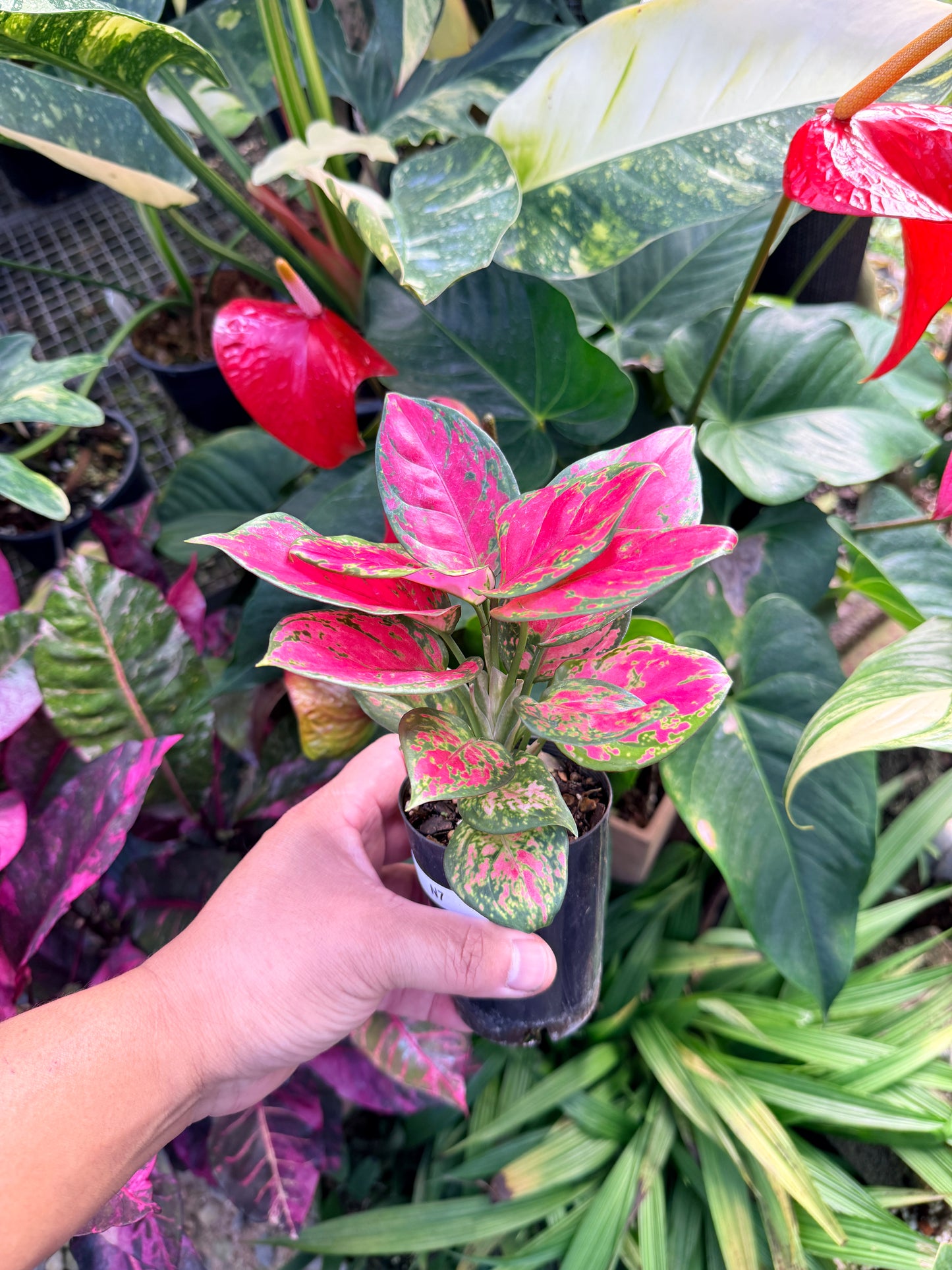 Aglaonema 'Red Unyamanee' N7
