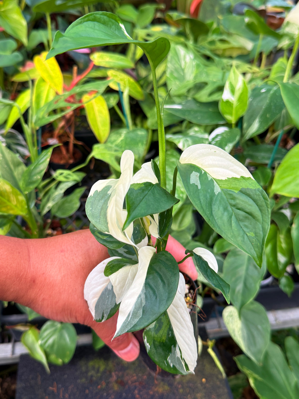 Monstera Laniata 'Variegata' W60