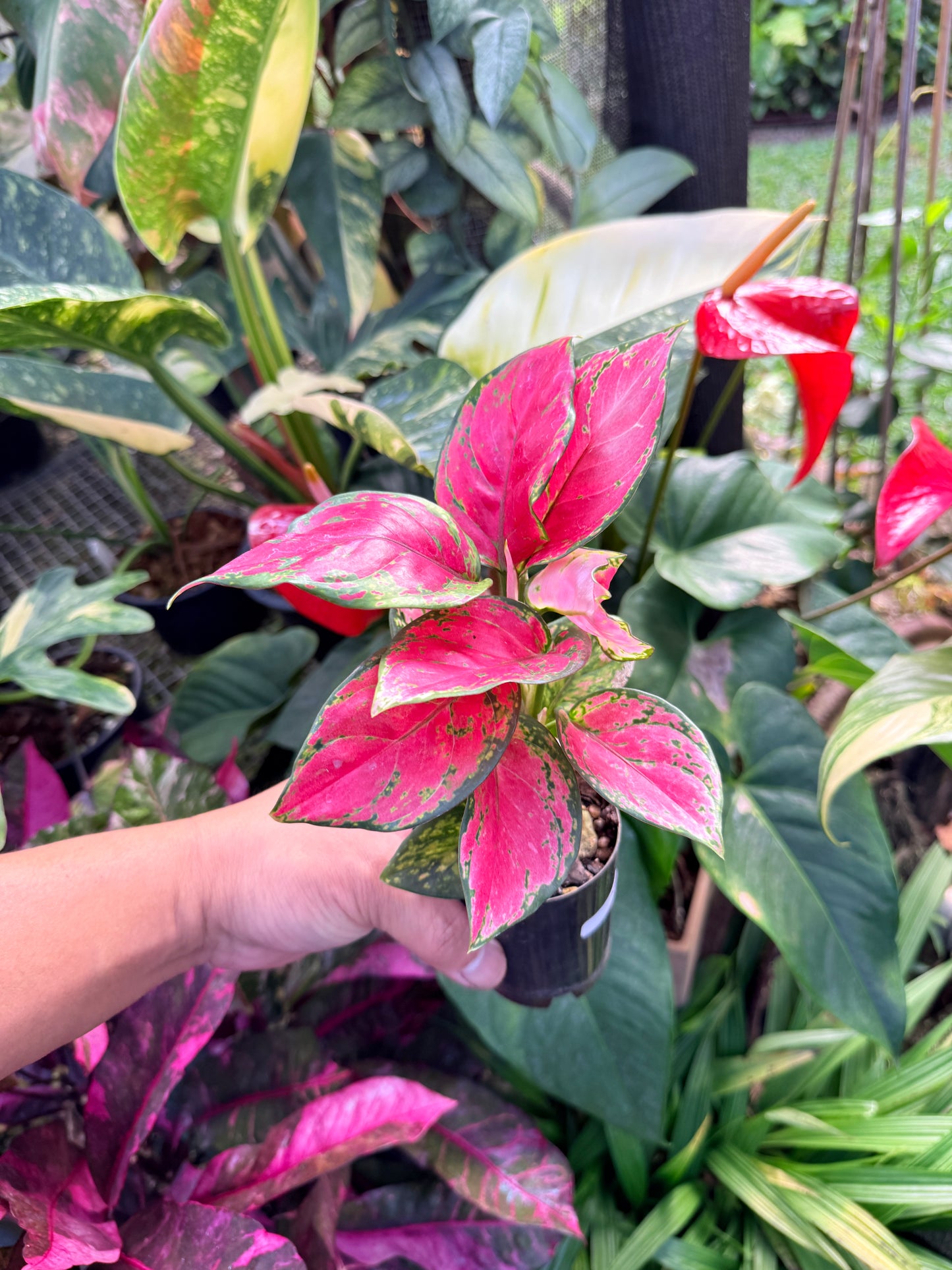 Aglaonema 'Red Unyamanee' N5