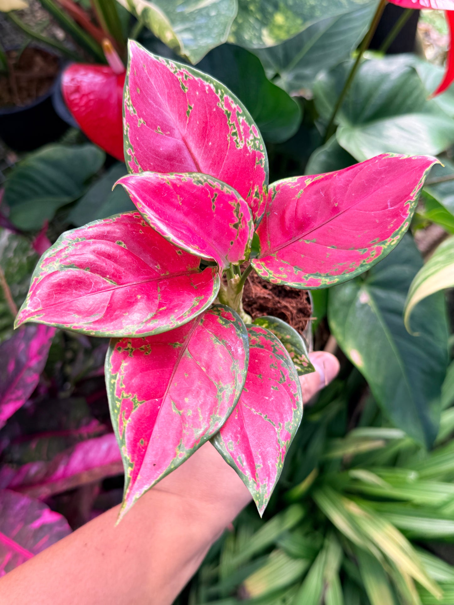 Aglaonema 'Red Unyamanee' N6