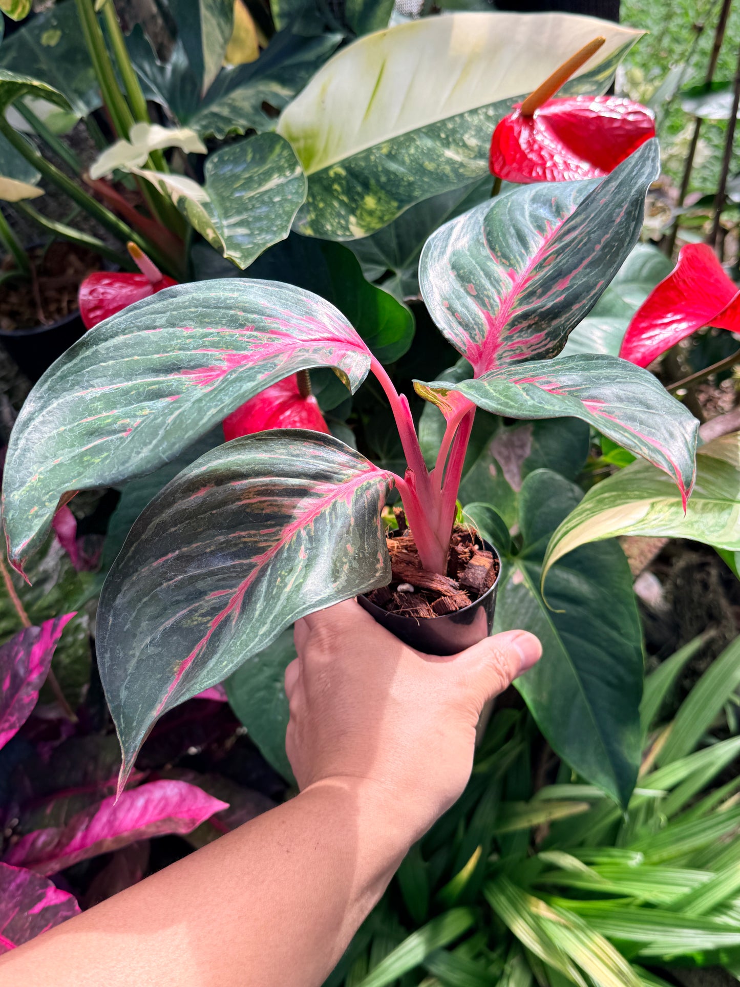 Aglaonema 'Hot Lady' N10