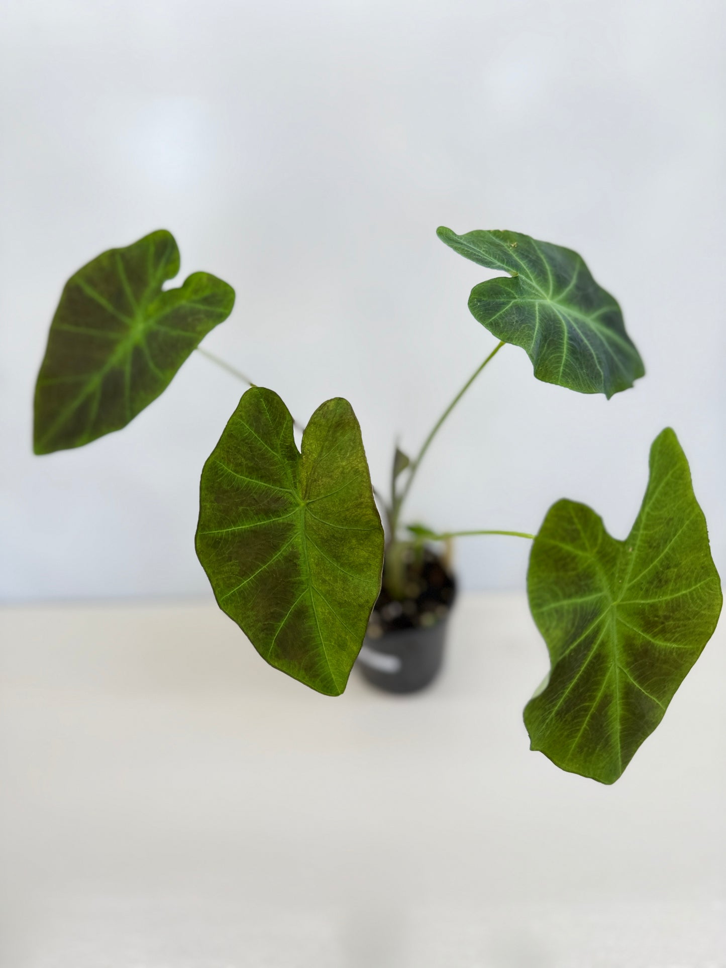 Colocasia esculenta 'Illustris' D2