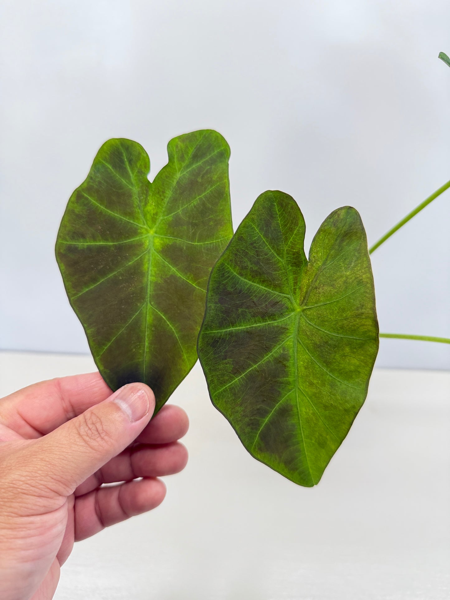 Colocasia esculenta 'Illustris' D2