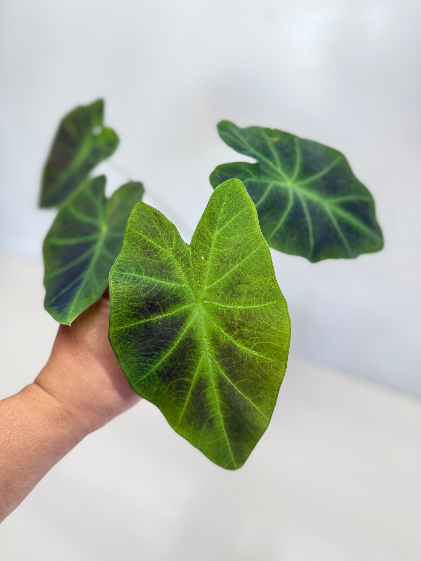 Colocasia esculenta 'Illustris' D2