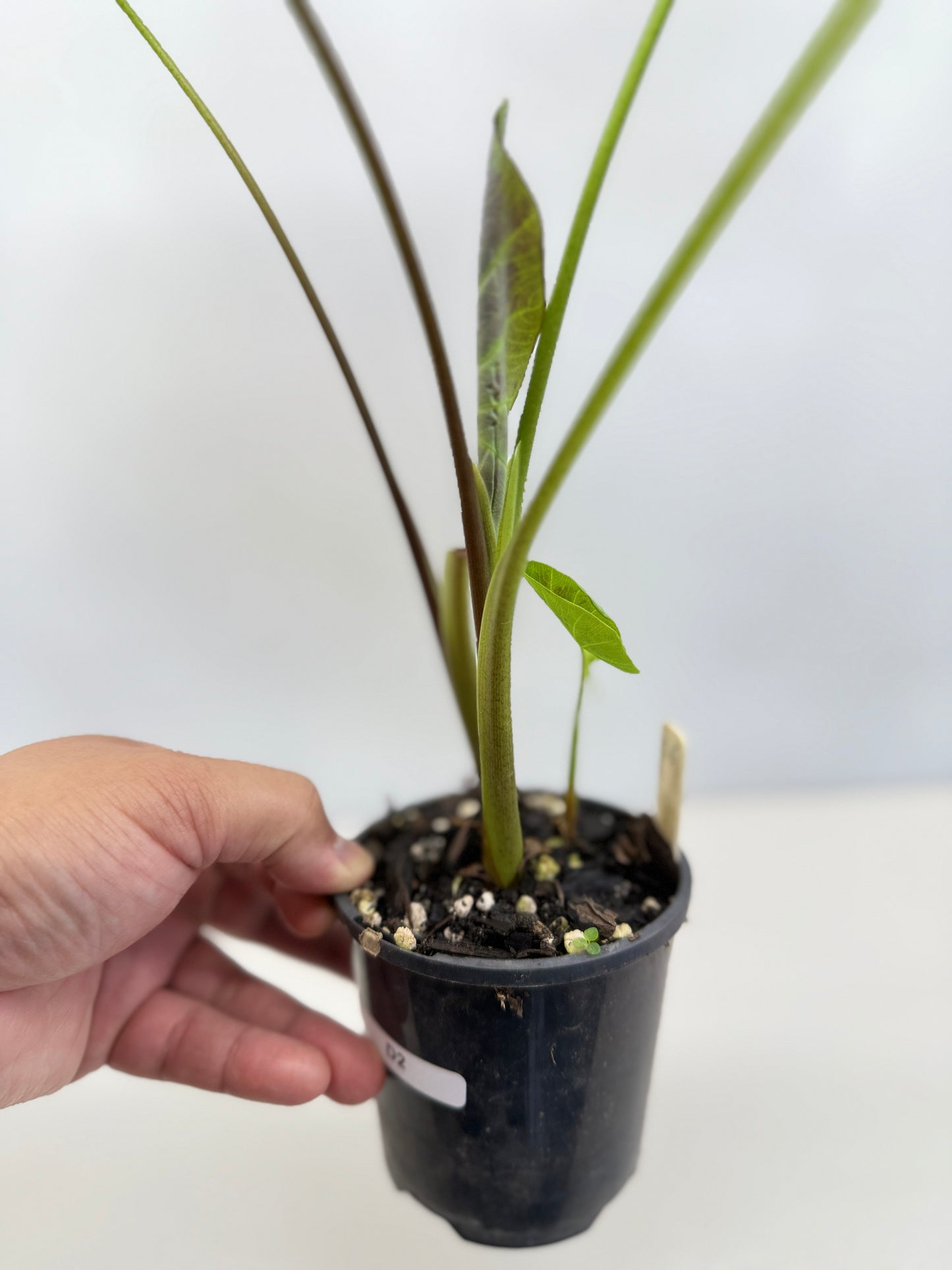 Colocasia esculenta 'Illustris' D2