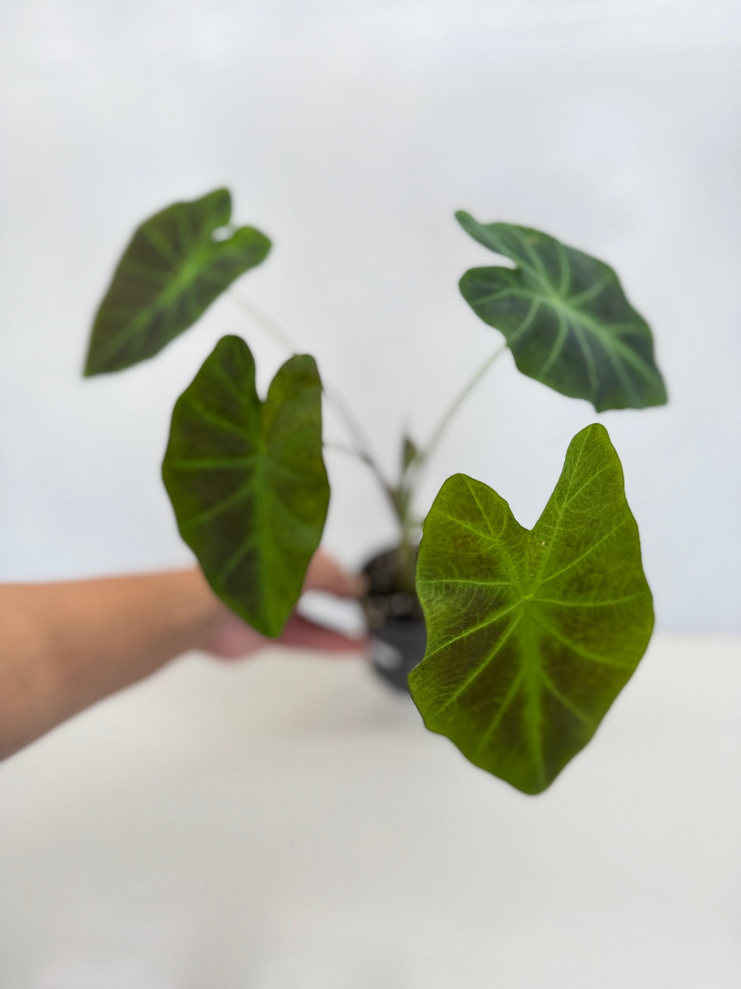 Colocasia esculenta 'Illustris' D2