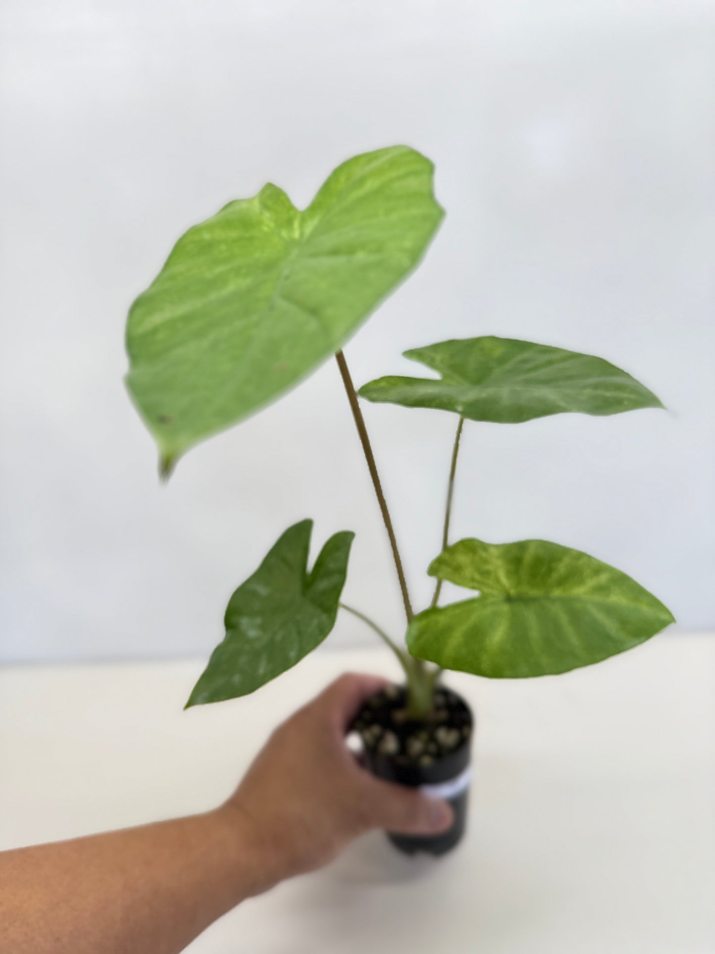 Alocasia Macrorrhiza 'Splash' D5