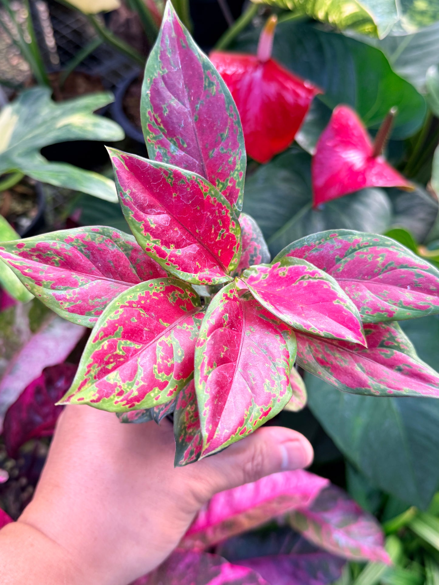 Aglaonema 'Black Maroon' N9