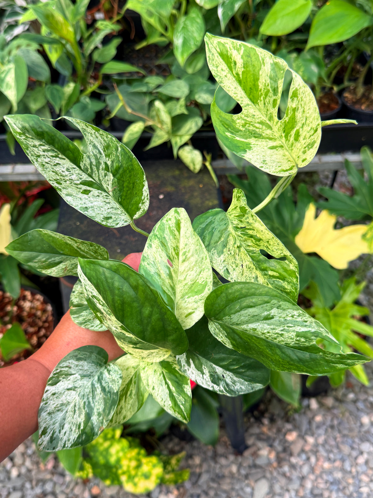 Epipremnum pinnatum 'Marble' A8