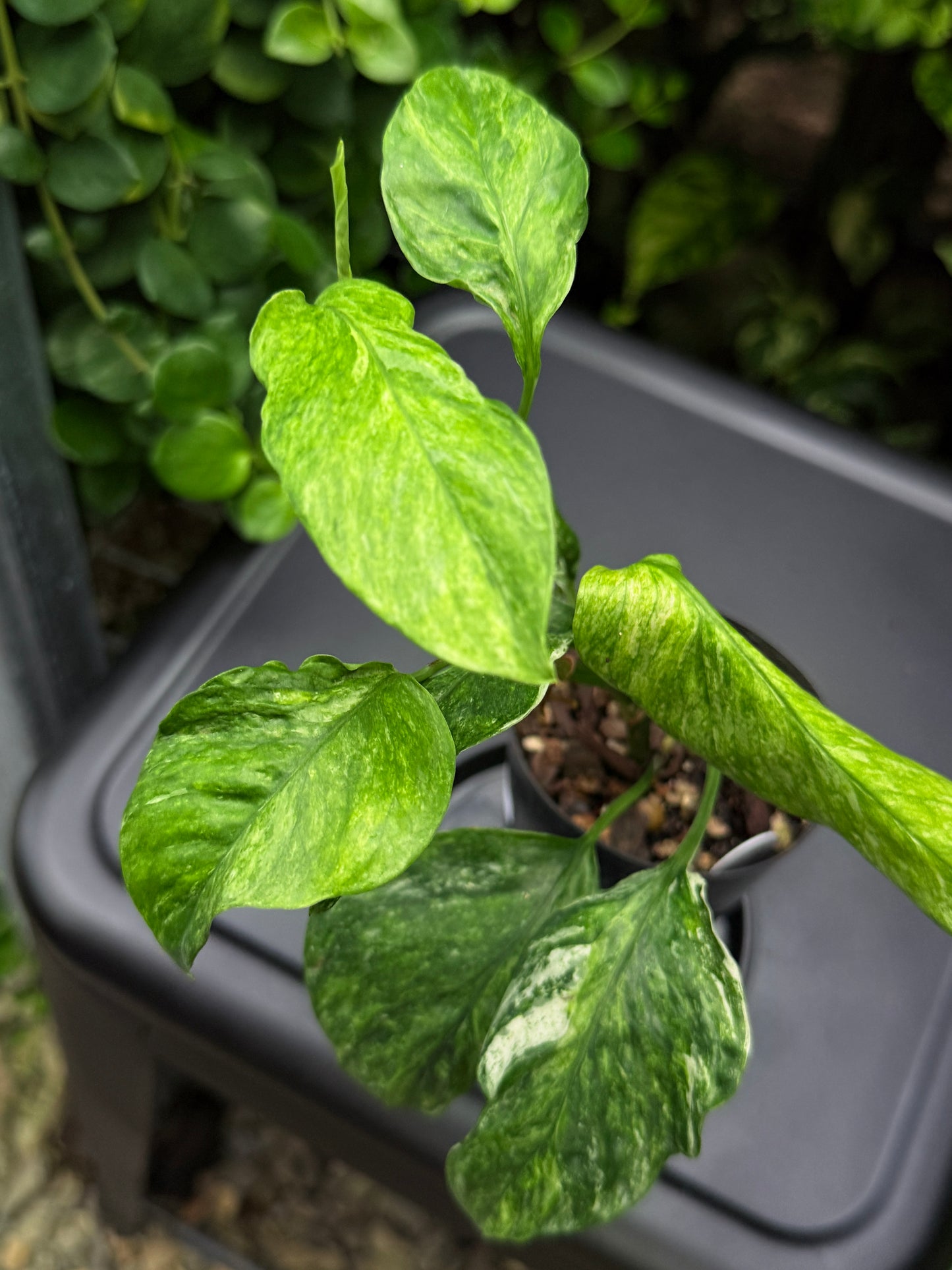 Epipremnum pinnatum 'Bali Hanoman' NONTC I14