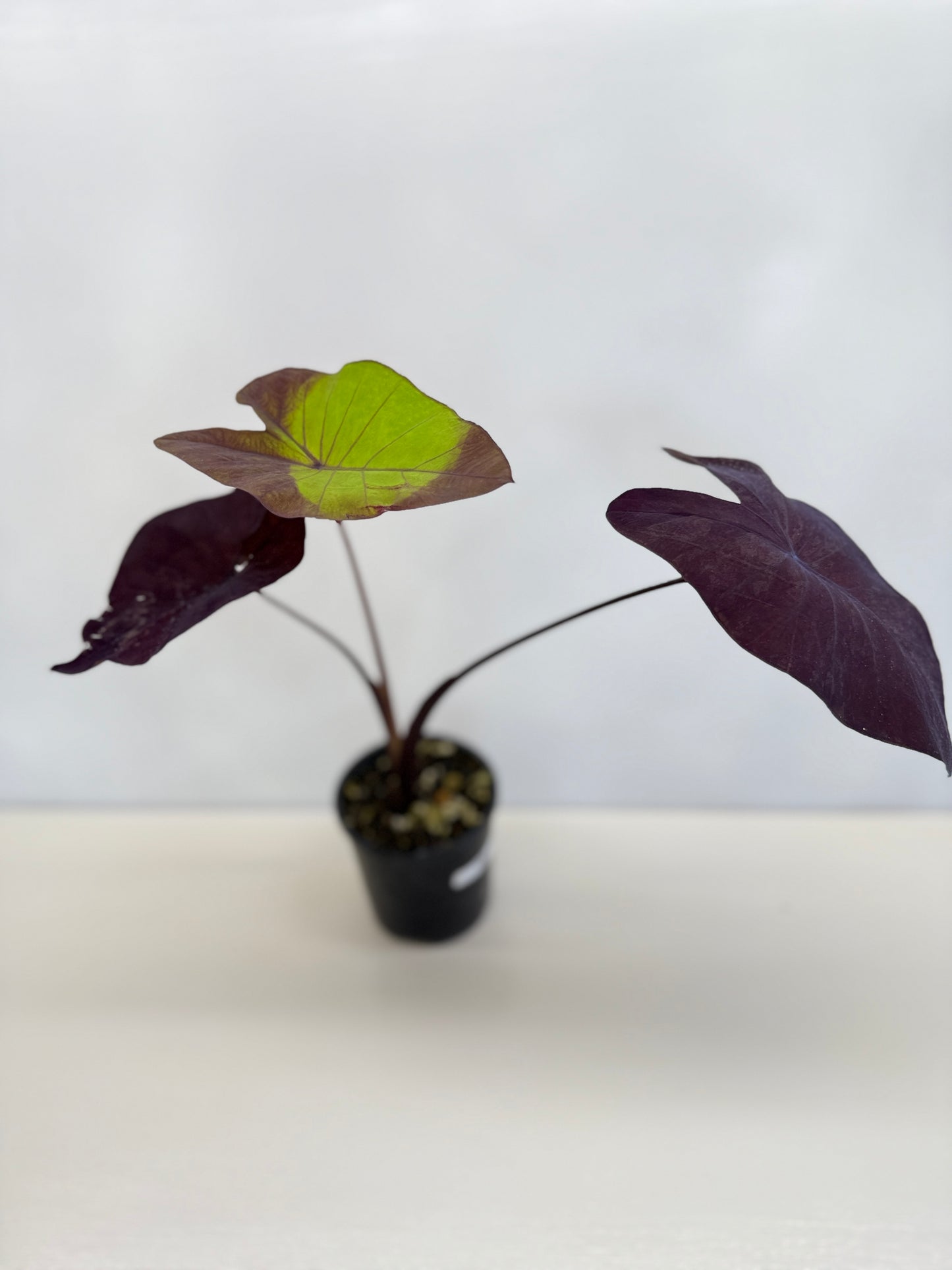 Colocasia Streak-Back Y35