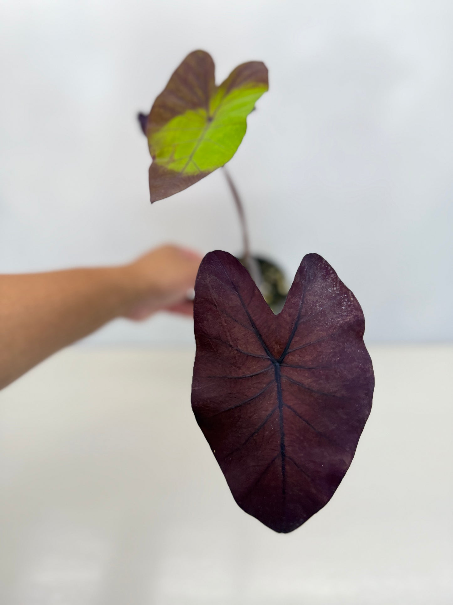 Colocasia Streak-Back Y35