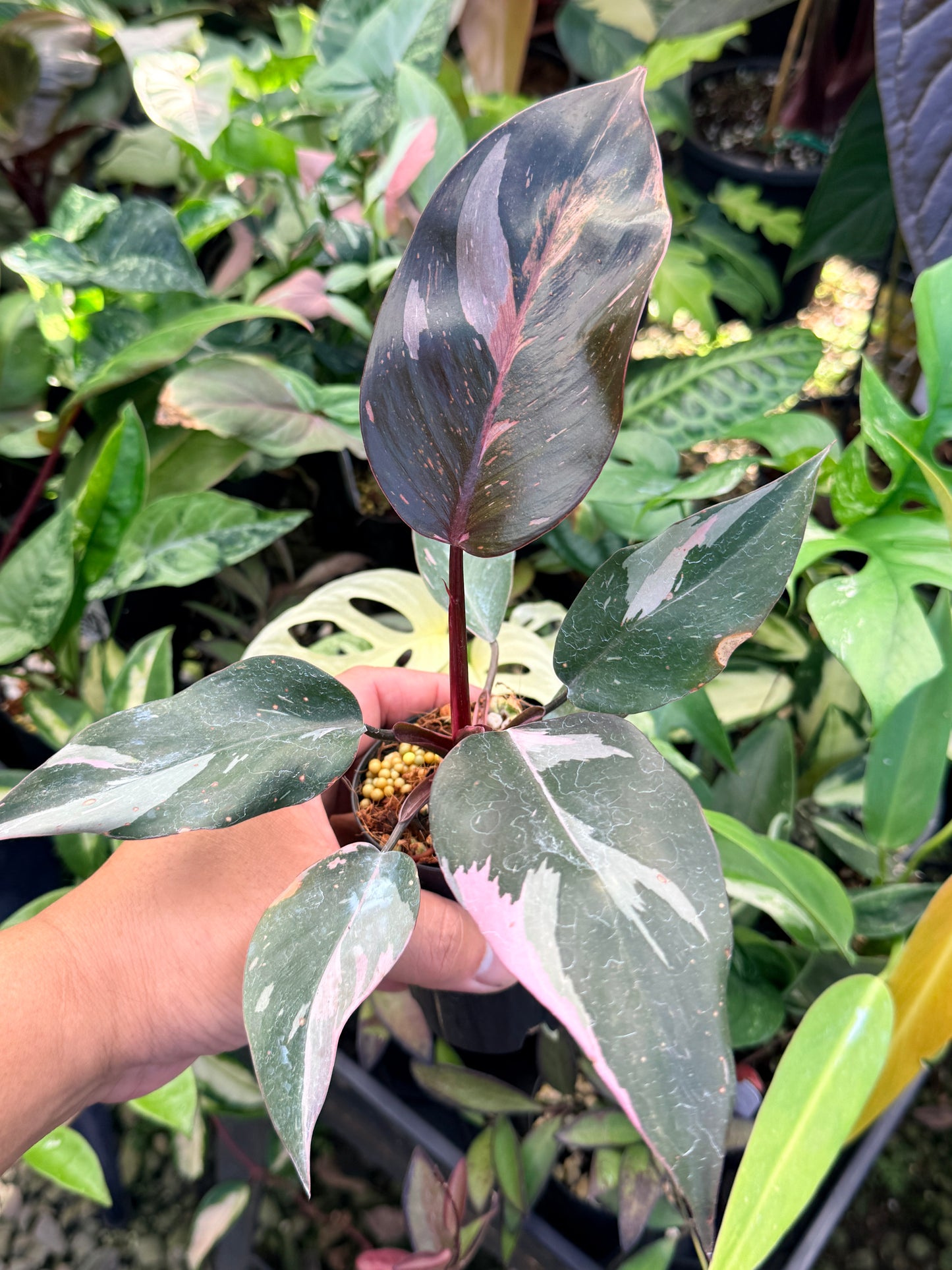 Philodendron 'Pink Princess Marble' N11