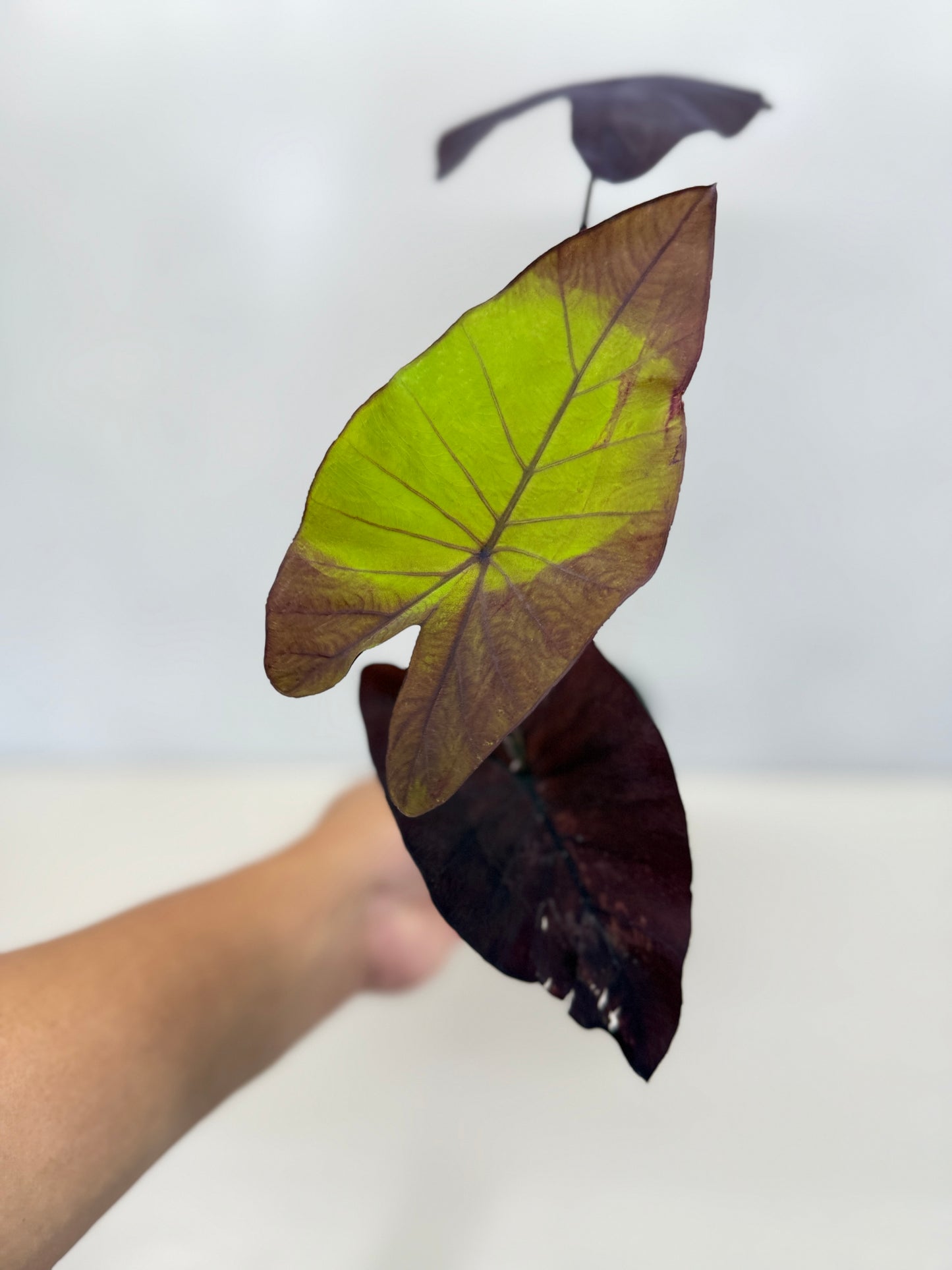 Colocasia Streak-Back Y35