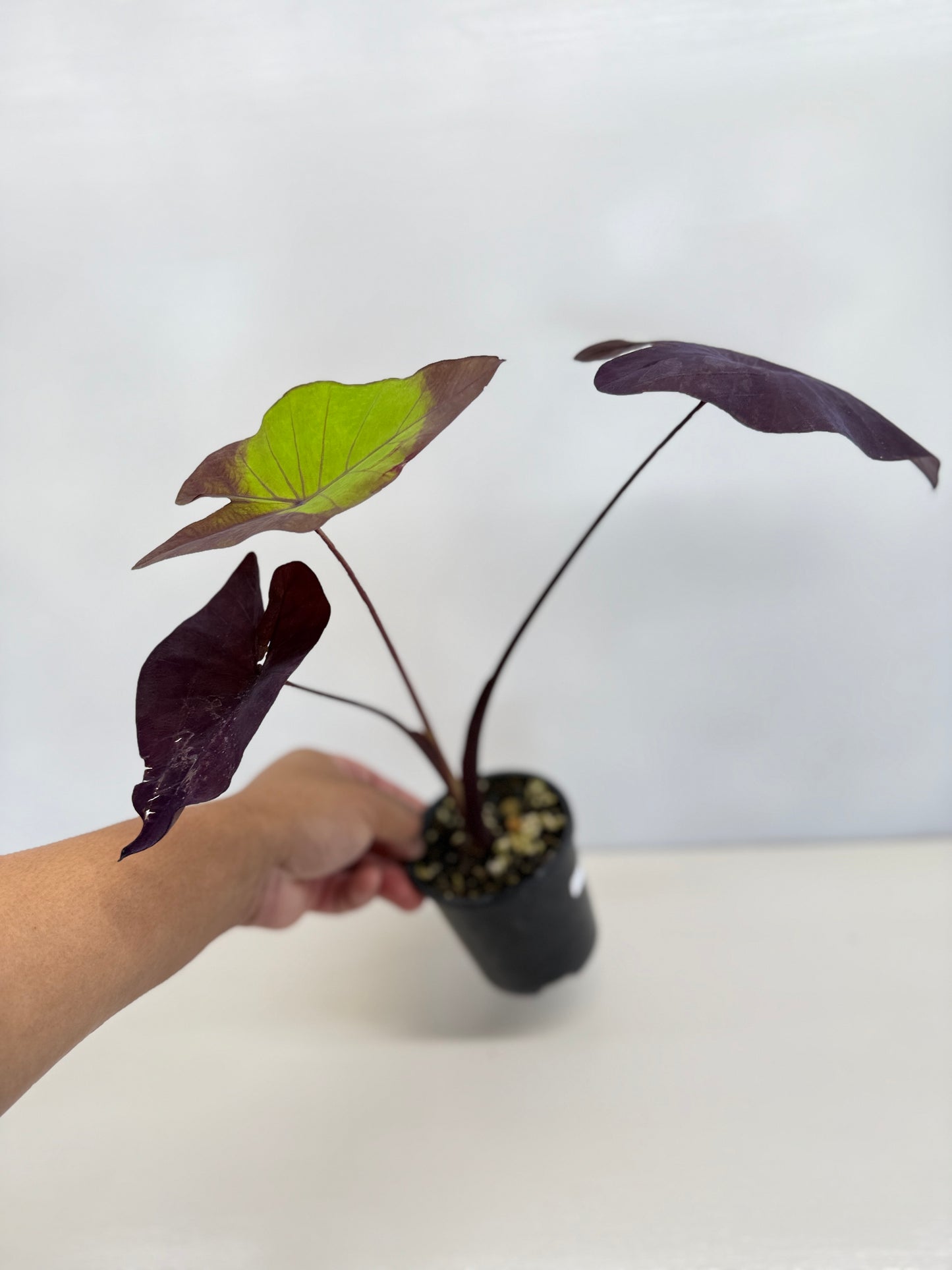 Colocasia Streak-Back Y35