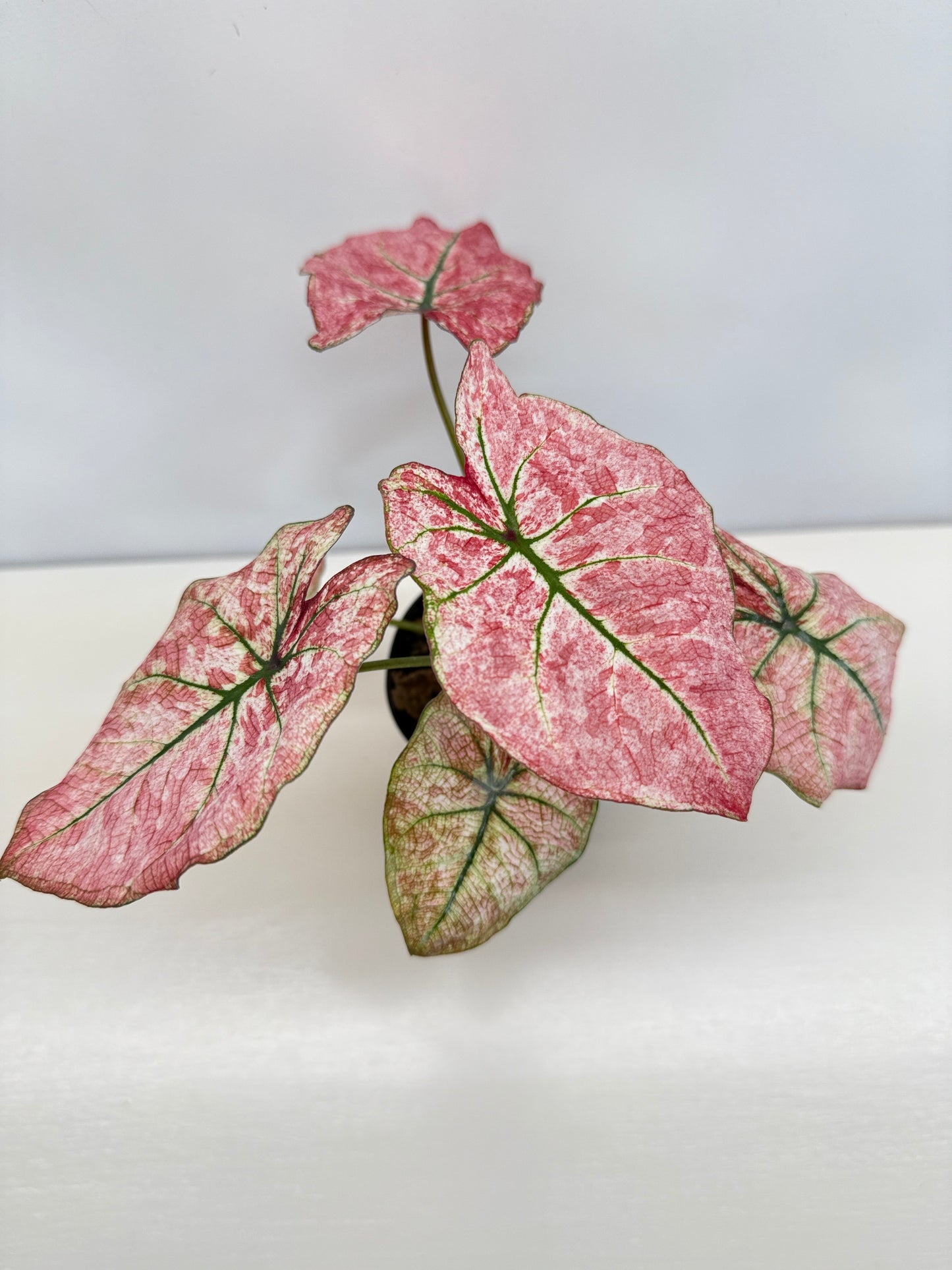 Caladium 'Scarlet Mary' - New Release B66 C53