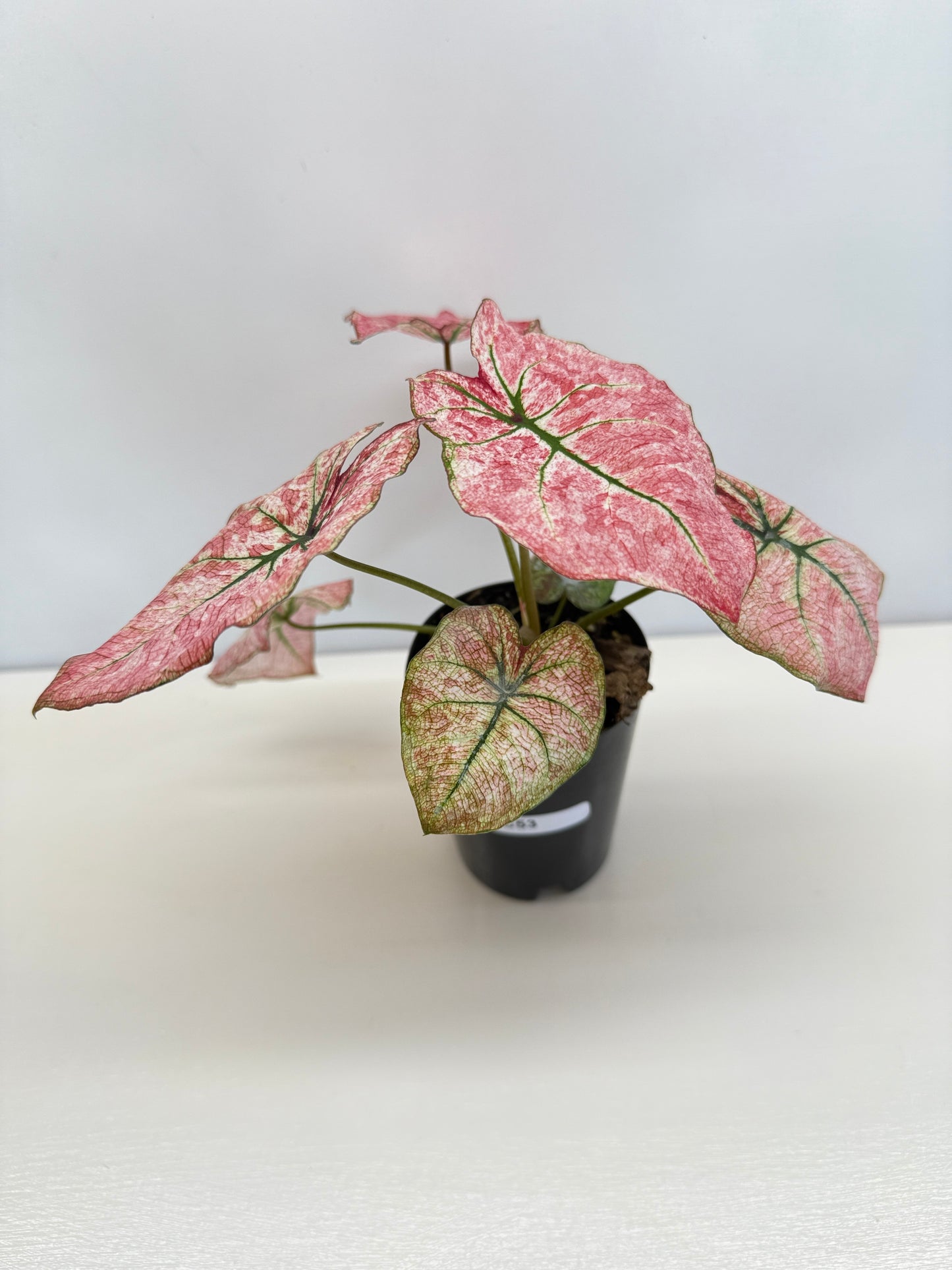 Caladium 'Scarlet Mary' - New Release B66 C53