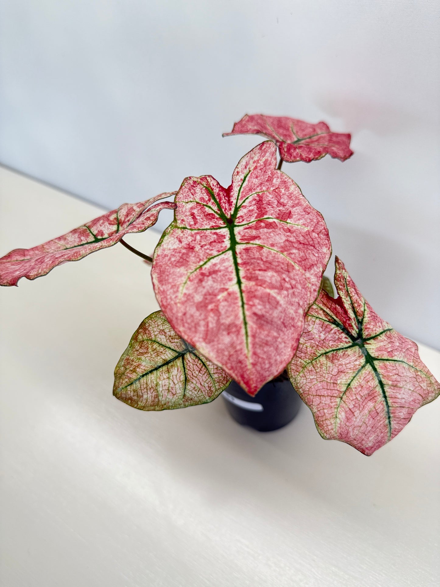 Caladium 'Scarlet Mary' - New Release B66 C53