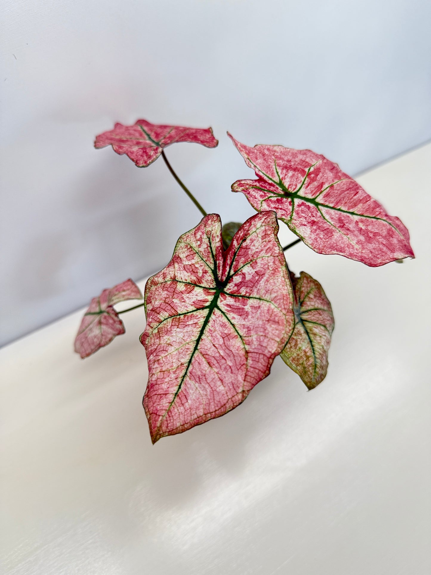 Caladium 'Scarlet Mary' - New Release B66 C53