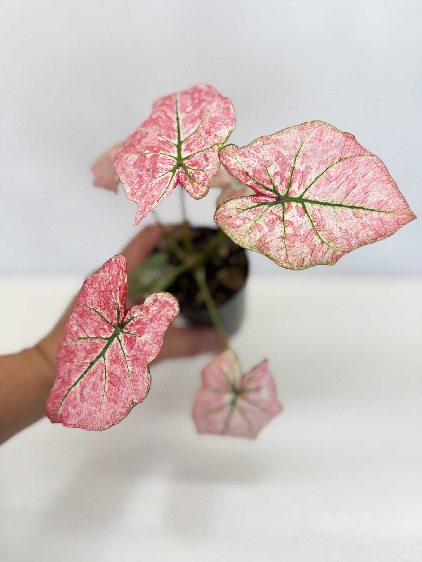 Caladium 'Scarlet Mary' - New Release B66 C53