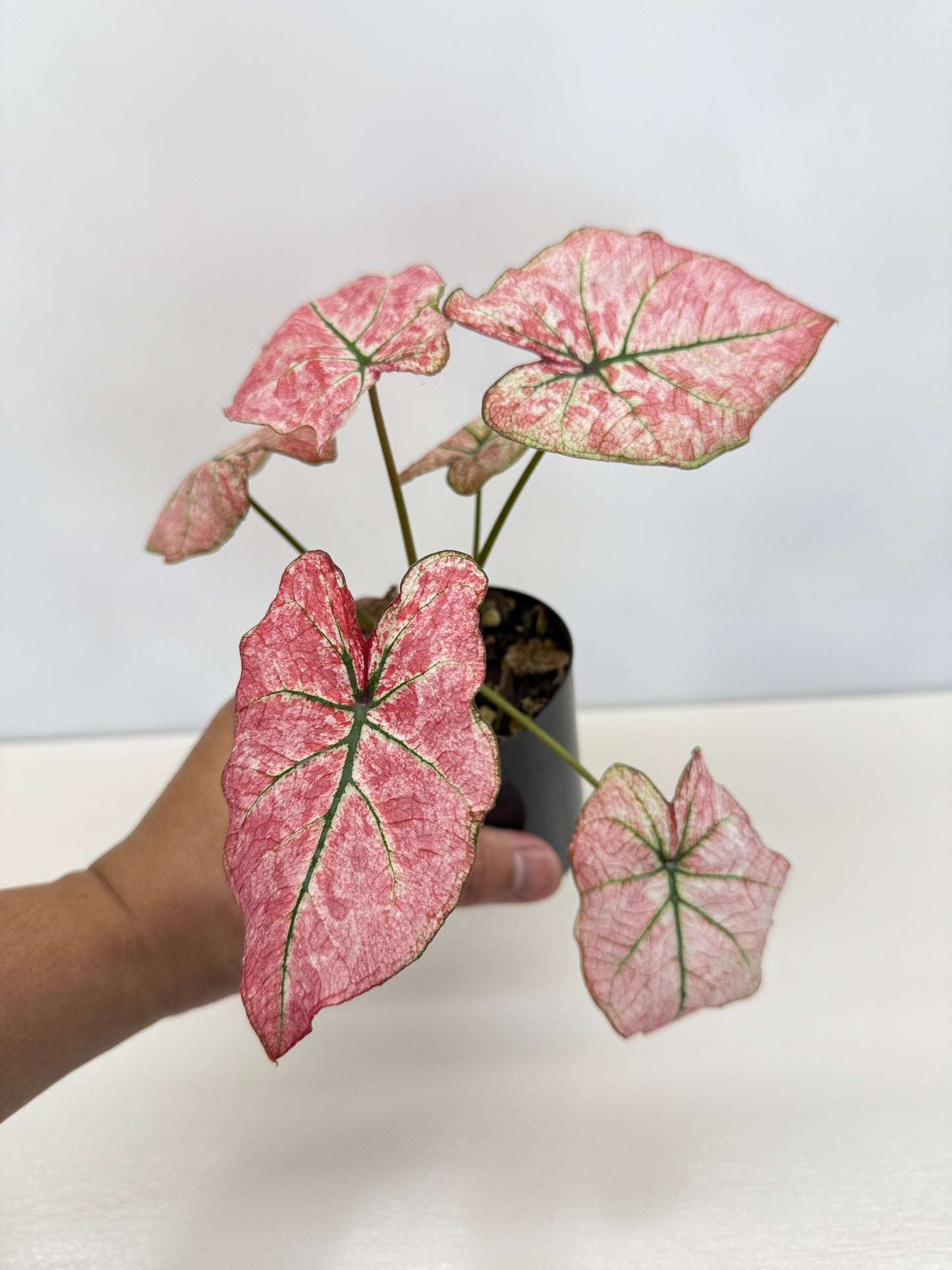 Caladium 'Scarlet Mary' - New Release B66 C53