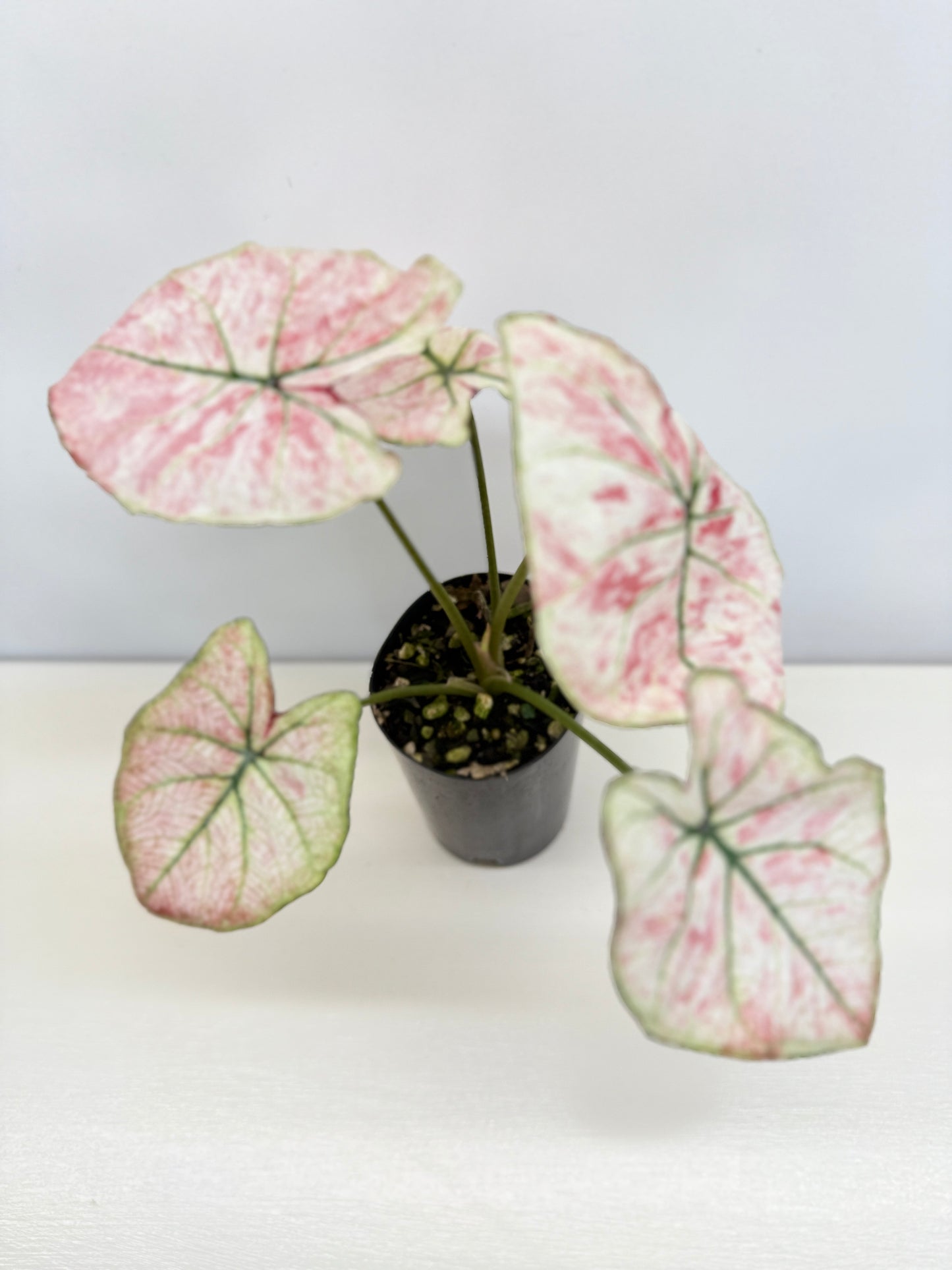 Caladium 'Scarlet Mary' - New Release B66 C54