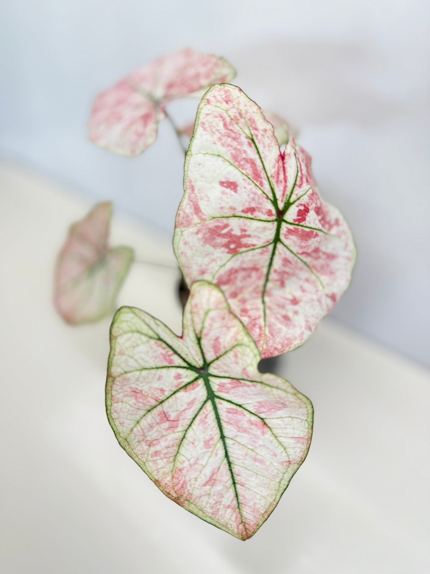 Caladium 'Scarlet Mary' - New Release B66 C54