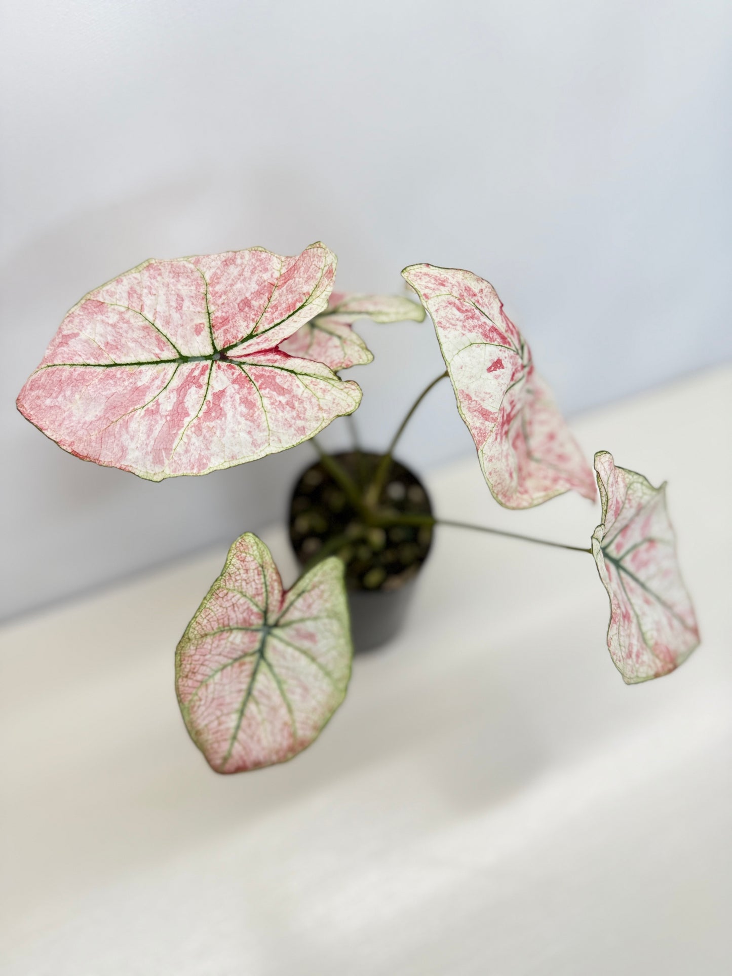 Caladium 'Scarlet Mary' - New Release B66 C54